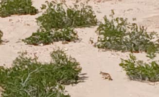 Dawn D.'s photo of camping with pets at BLM Senator Wash Reservoir North Shore near Winterhaven, CA
