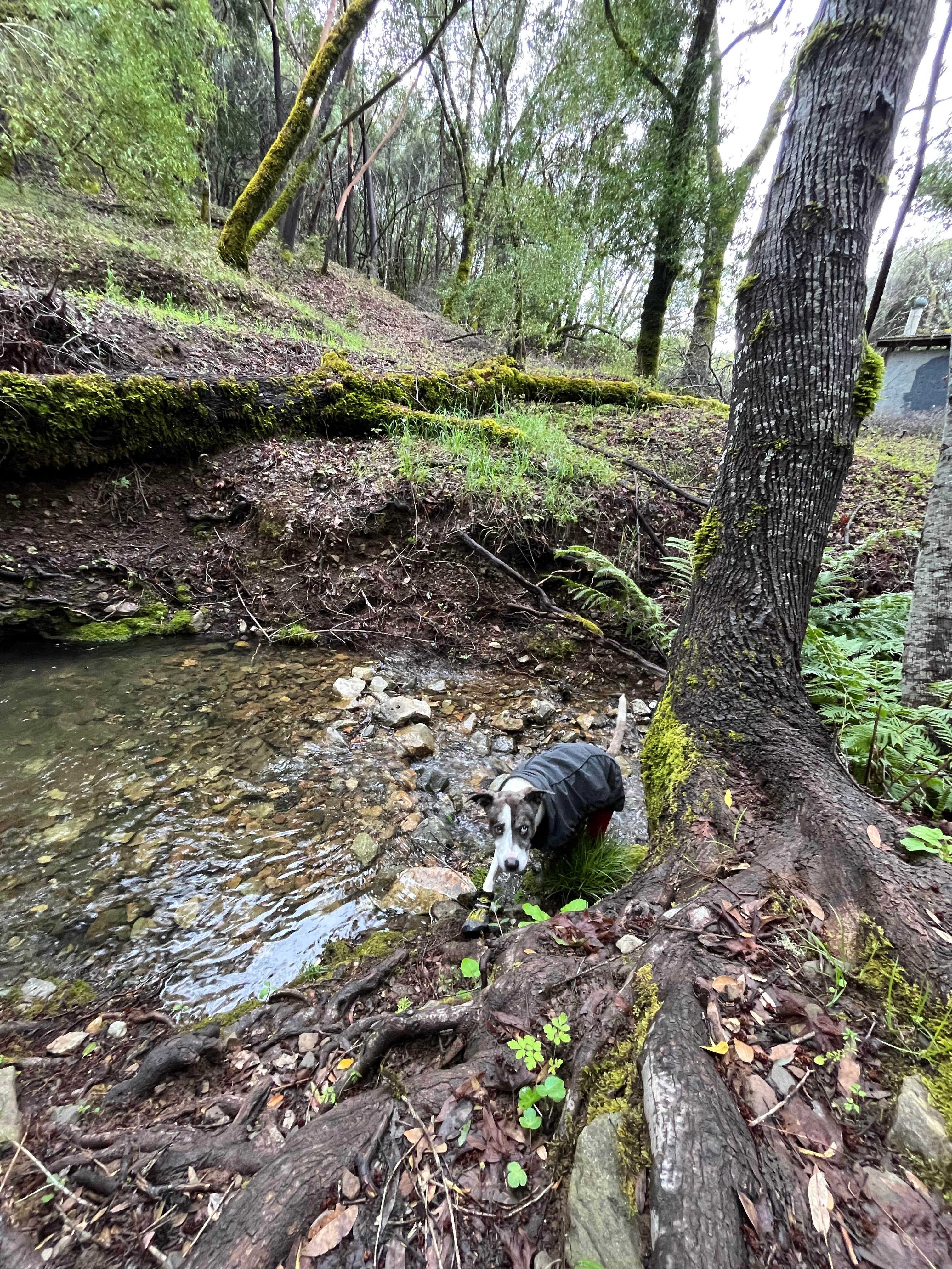 iliana A.'s photo of camping with pets at BLM Sheldon Creek near Gualala, CA