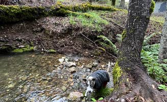 iliana A.'s photo of camping with pets at BLM Sheldon Creek near Lakeport, CA