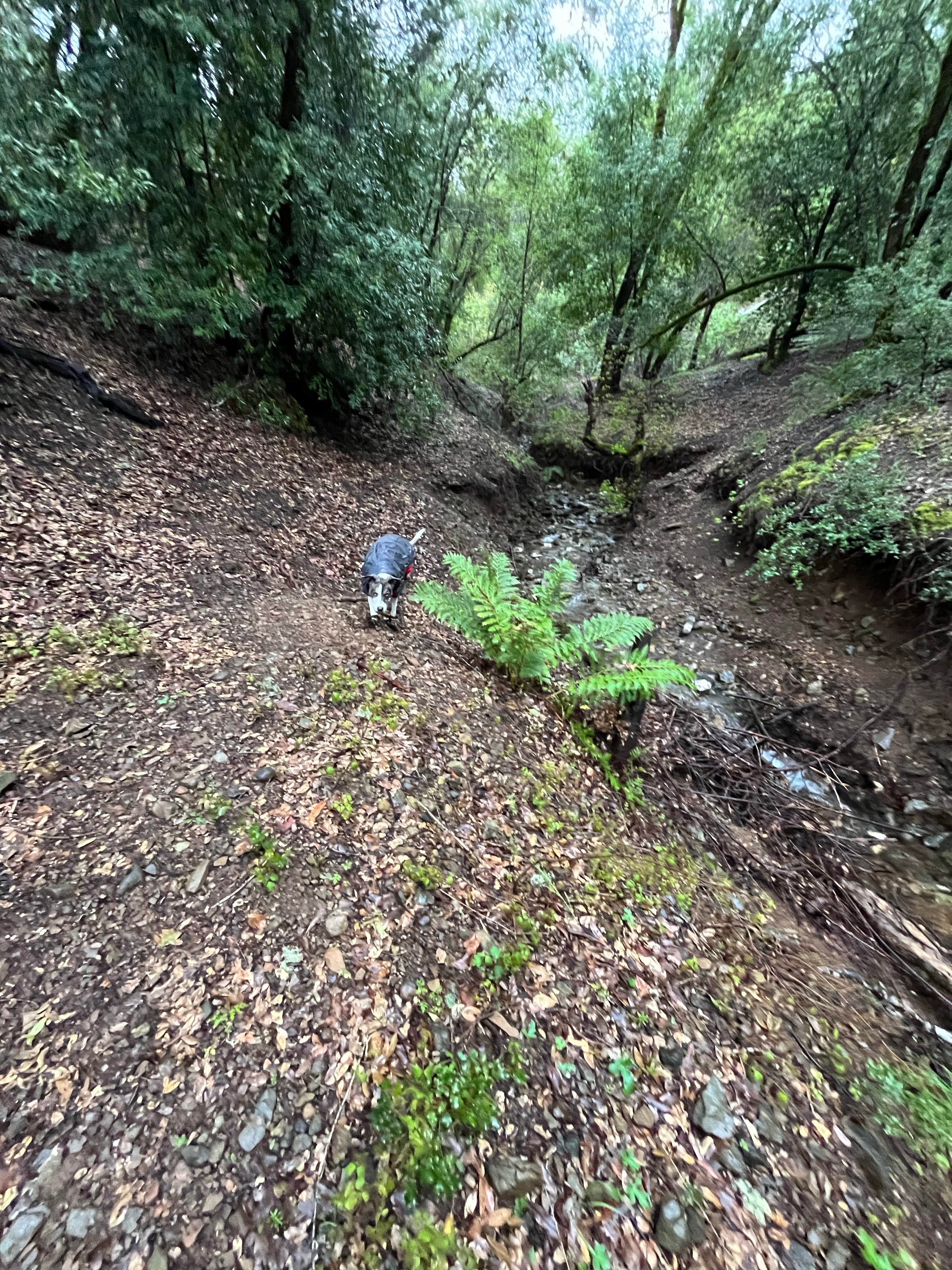 iliana A.'s photo of camping with pets at BLM Sheldon Creek near Mendocino Lake