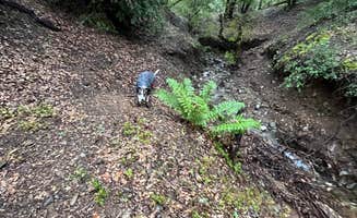 iliana A.'s photo of camping with pets at BLM Sheldon Creek near Potter Valley, CA