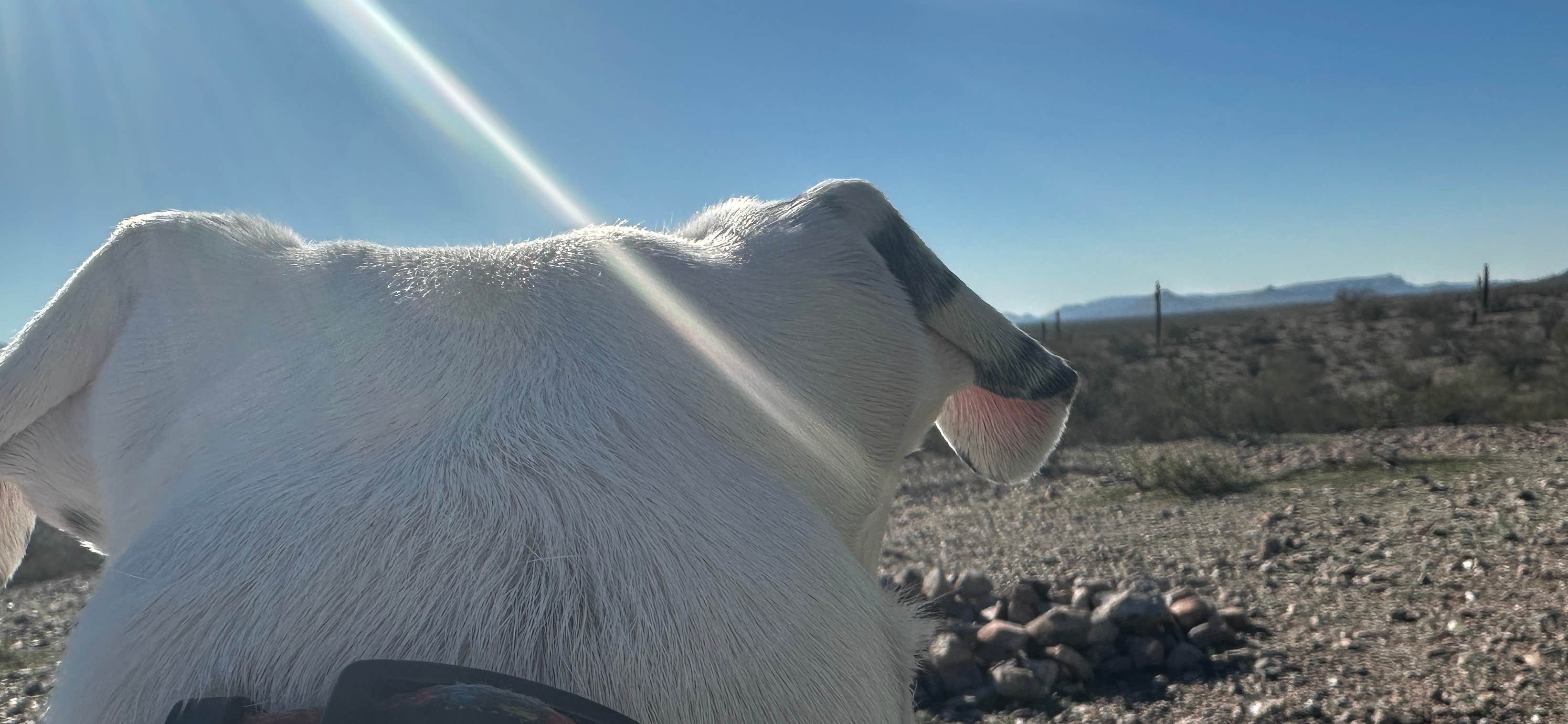 Camper-submitted photo at Sonoran Desert National Monument Camp near Ajo, AZ