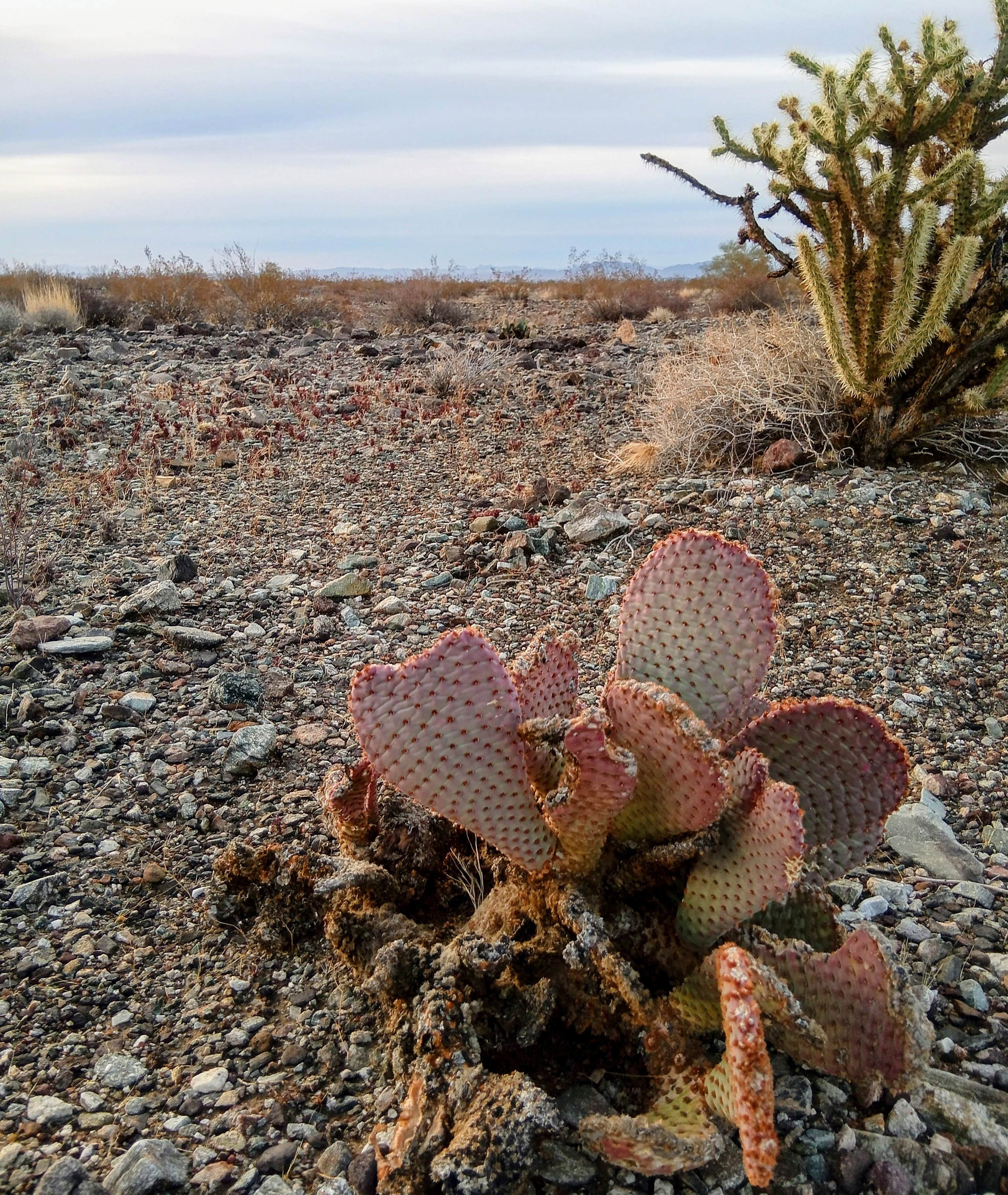 Camper-submitted photo at BLM dispersed camping spur at MP 133.8 near Lake Havasu City, AZ