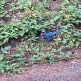 Review photo of BLM Susan Creek Recreation Site by Rob S., August 18, 2026