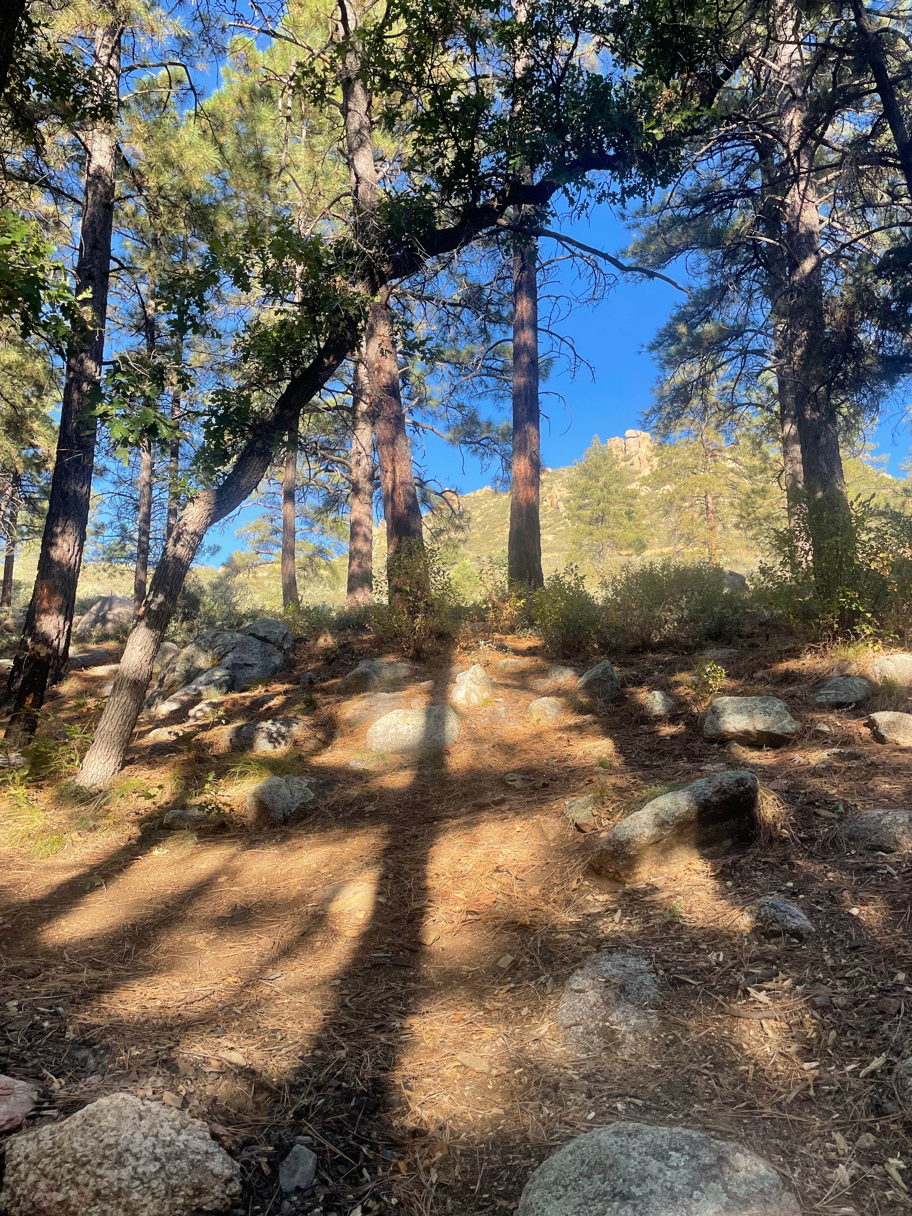 Camper-submitted photo at BLM Wild Cow Springs Recreation Area near Kingman, AZ