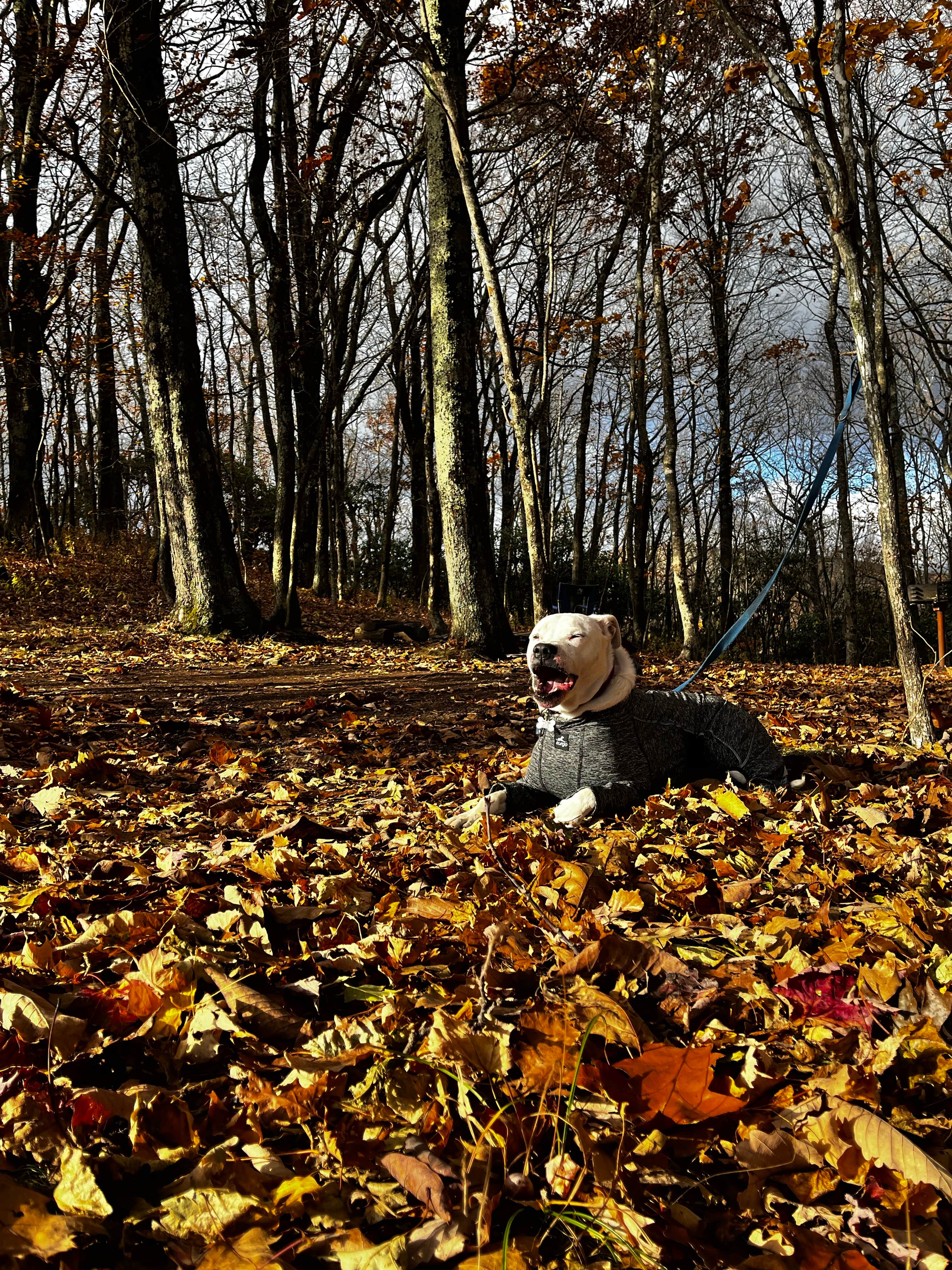Sergio M.'s photo of camping with pets at Blue Bear Mountain Camp near Blue Ridge Parkway