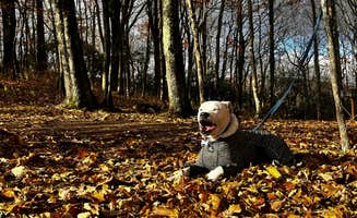 Sergio M.'s photo of camping with pets at Blue Bear Mountain Camp near West Jefferson, NC