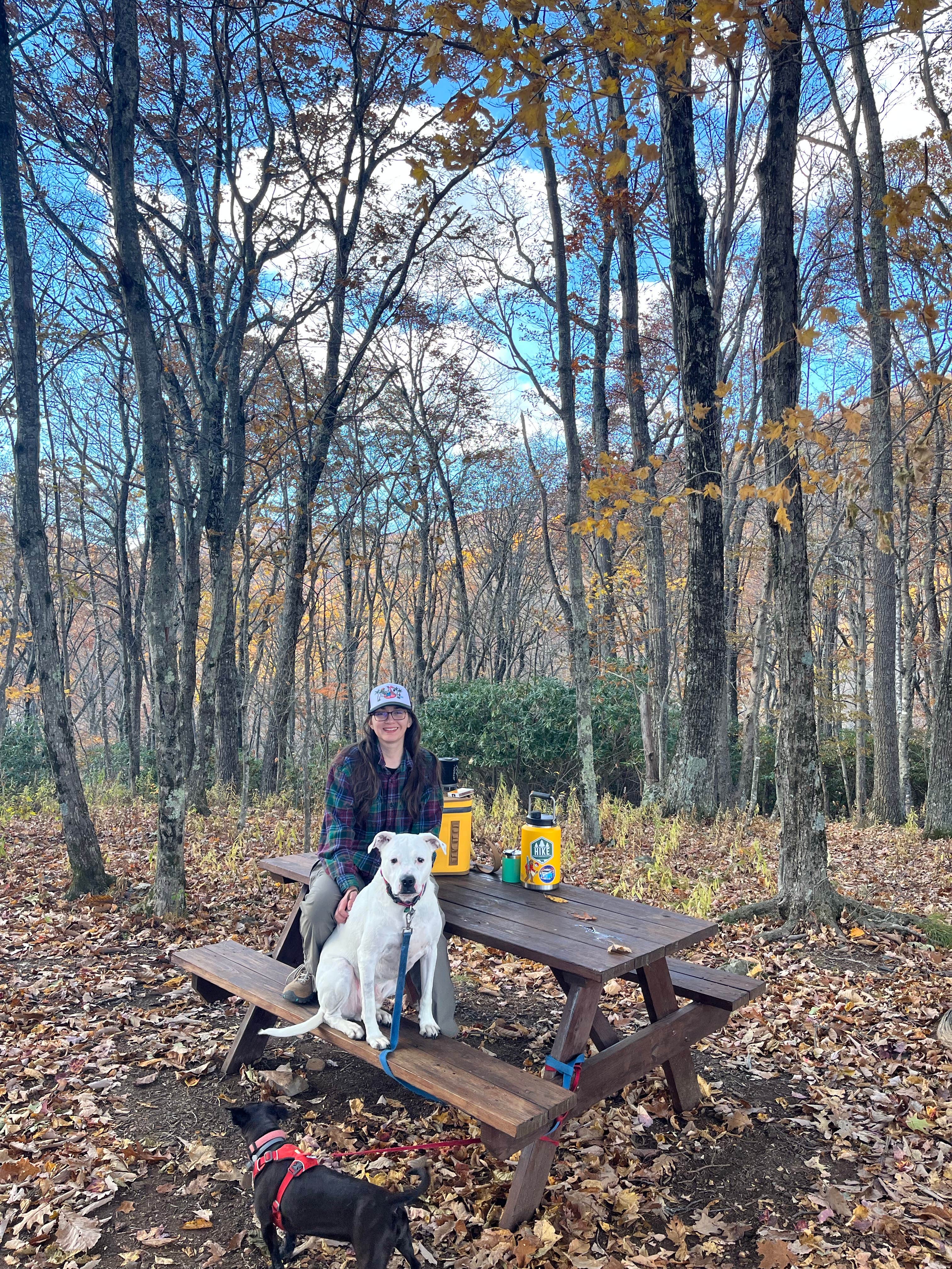 Sergio M.'s photo of camping with pets at Blue Bear Mountain Camp near Beech Mountain, NC