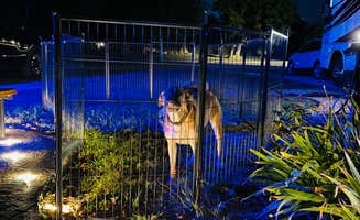 Jennifer O.'s photo of camping with pets at Blue Heron Campground near Calico Rock, AR