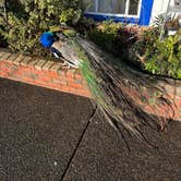 Review photo of Blue Heron Cheese Factory by Nicholas A., March 18, 2025