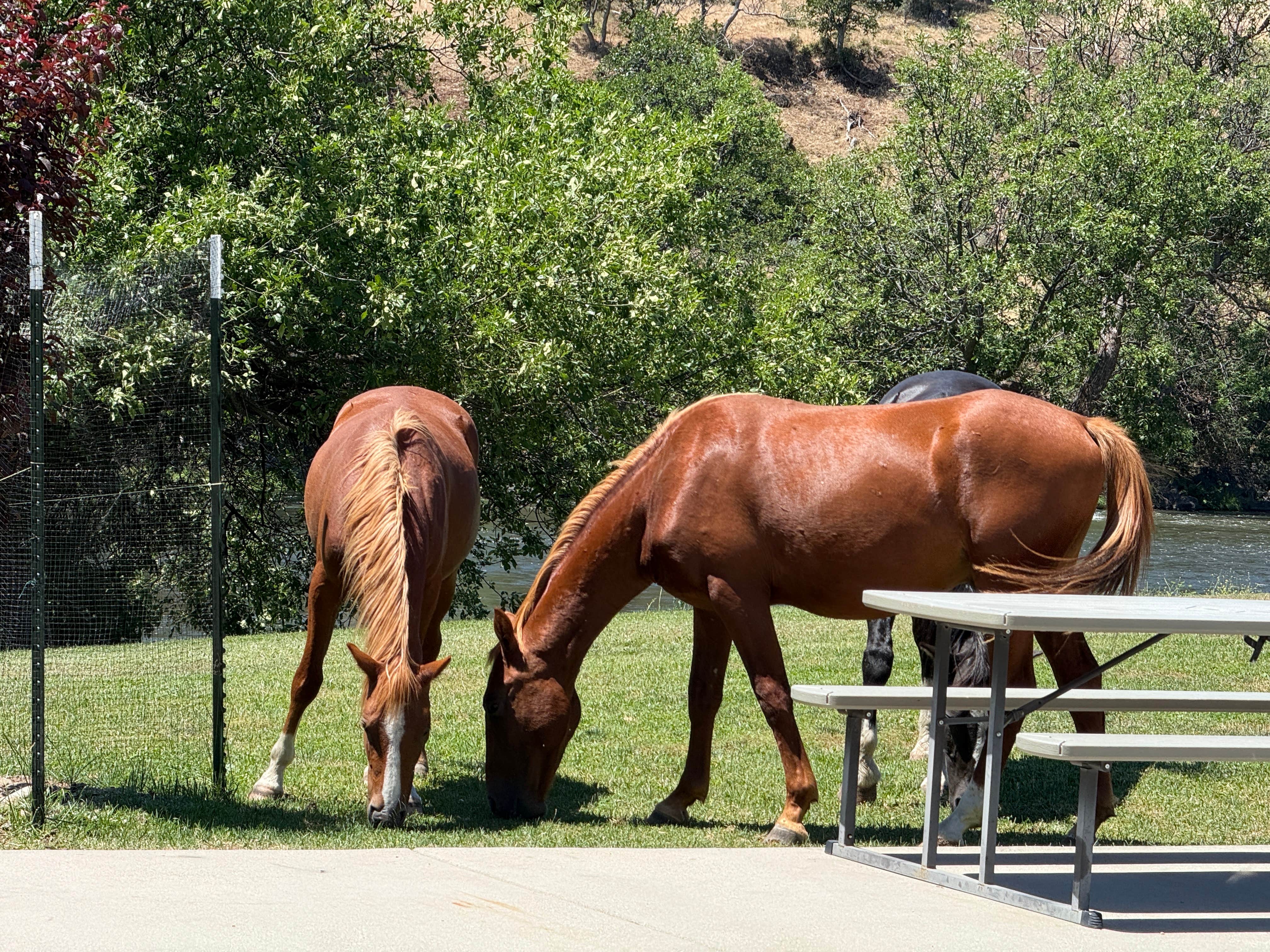 Camper-submitted photo at Lazy Horse RV Park near Yreka, CA