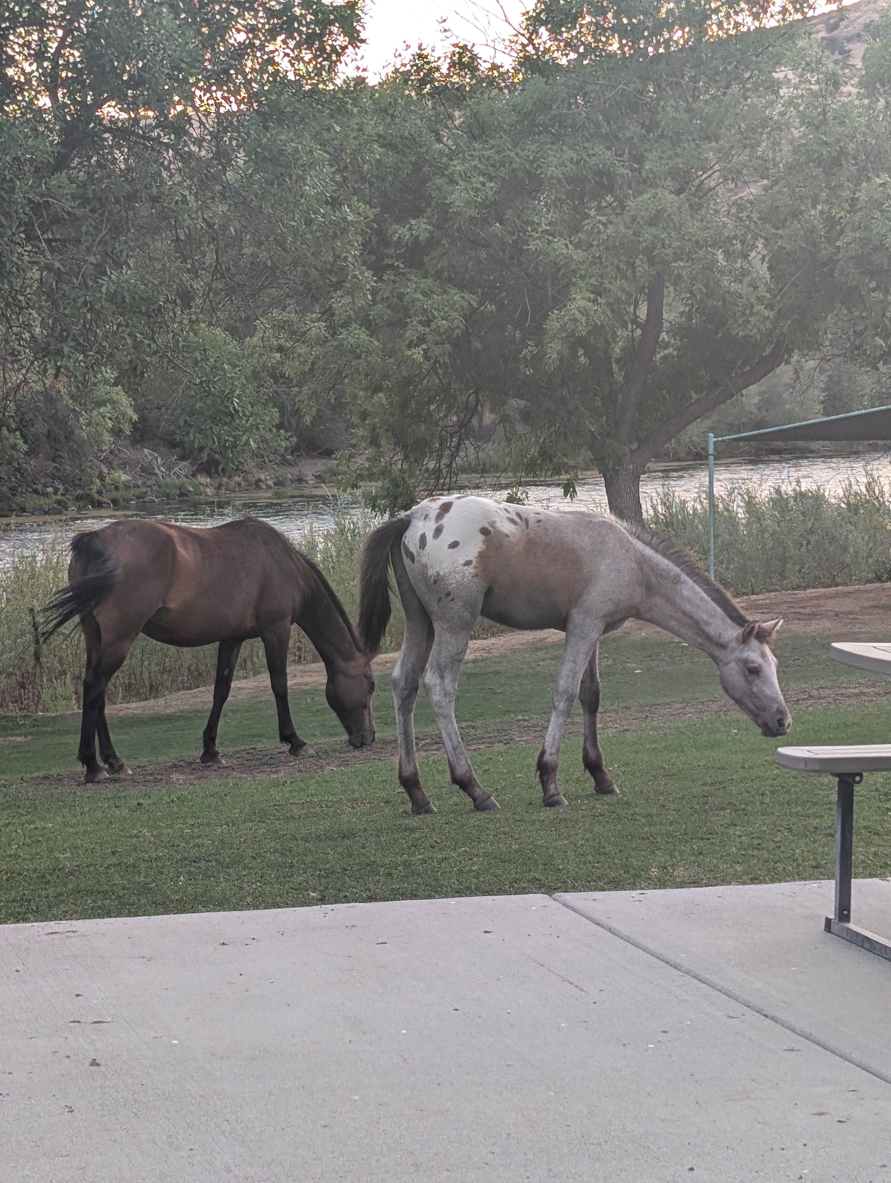 Camper-submitted photo at Lazy Horse RV Park near Yreka, CA