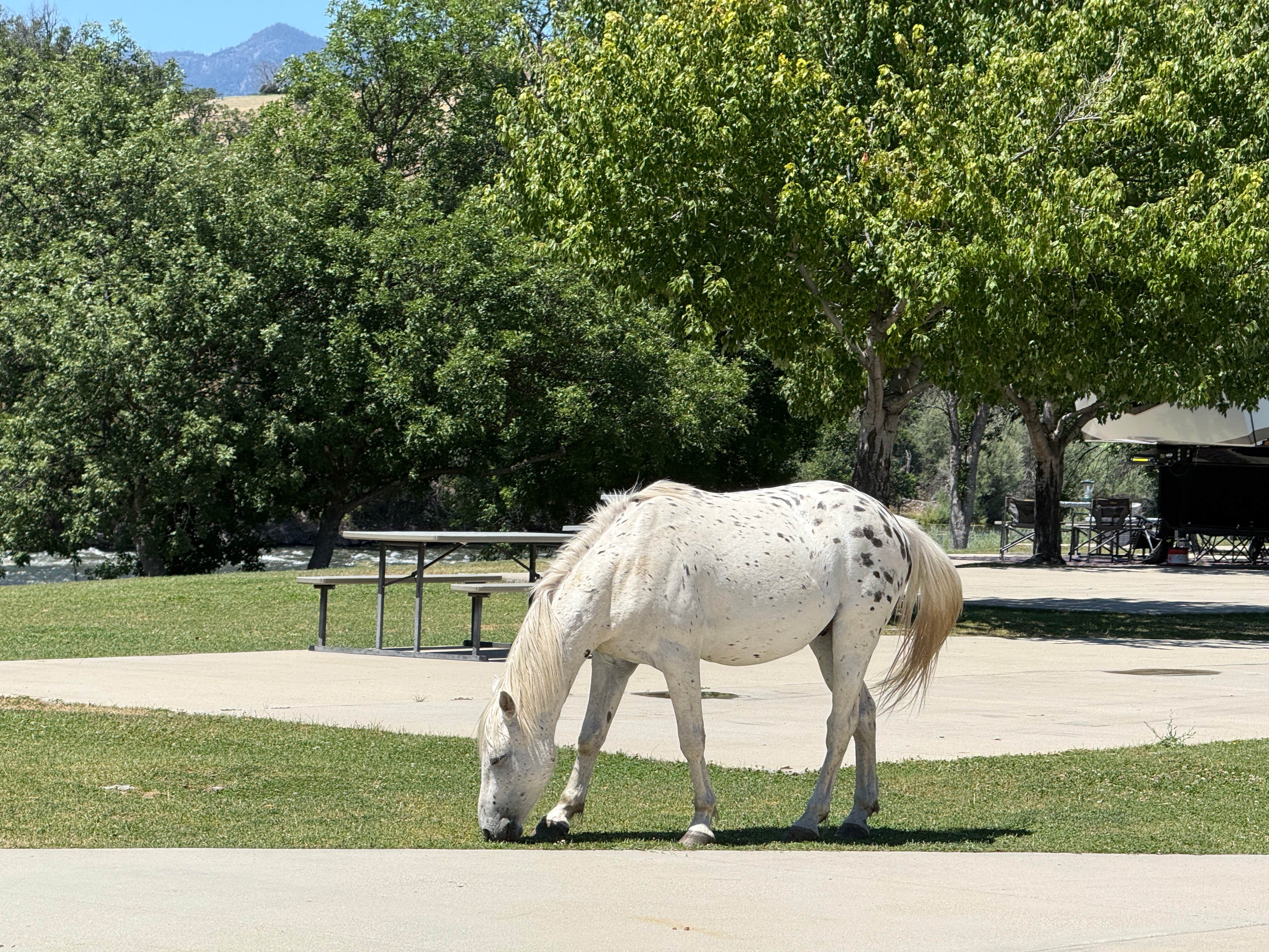 Camper-submitted photo at Lazy Horse RV Park near Yreka, CA