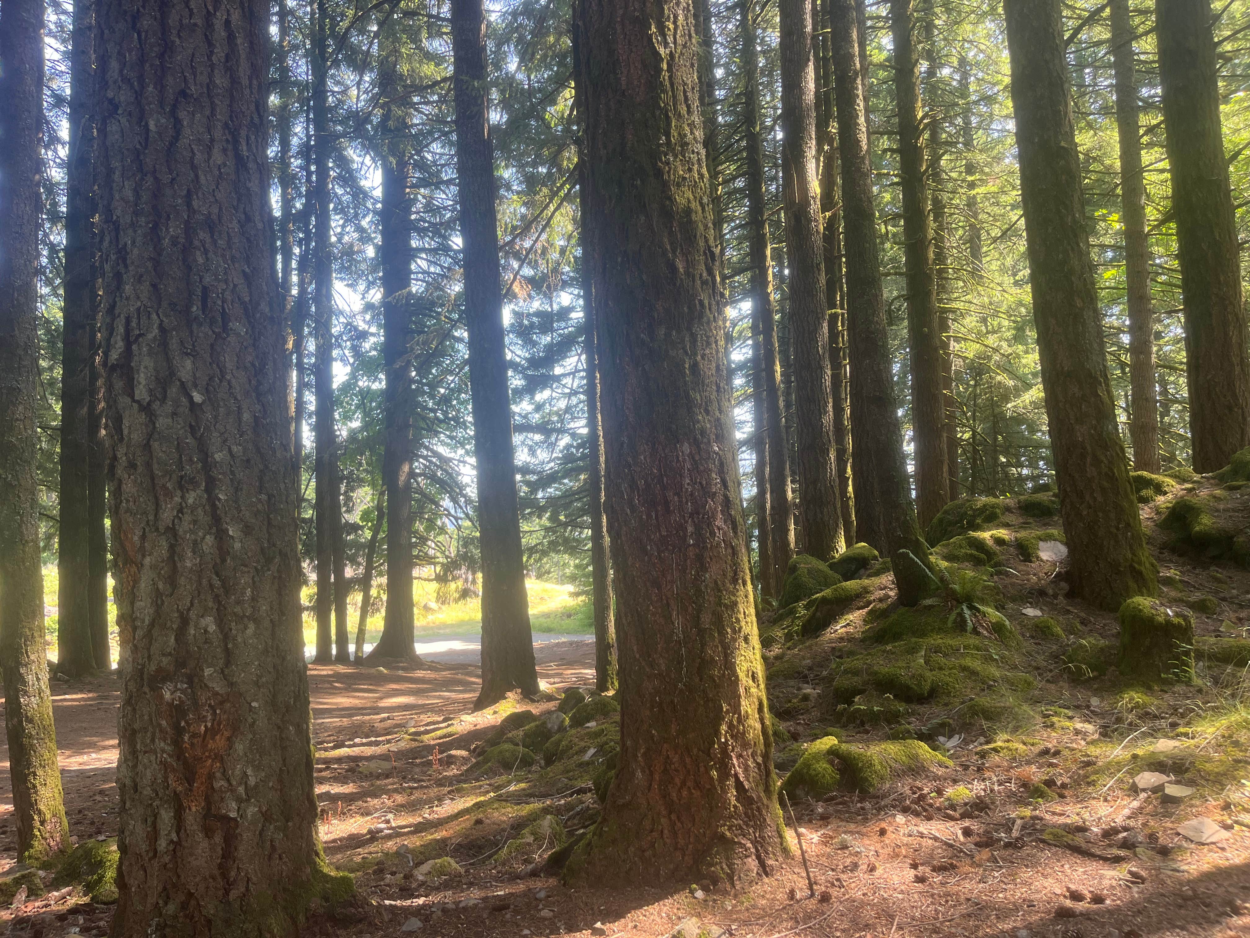 Camper submitted image from Blue Lake Road by Bridge of the Gods - 1