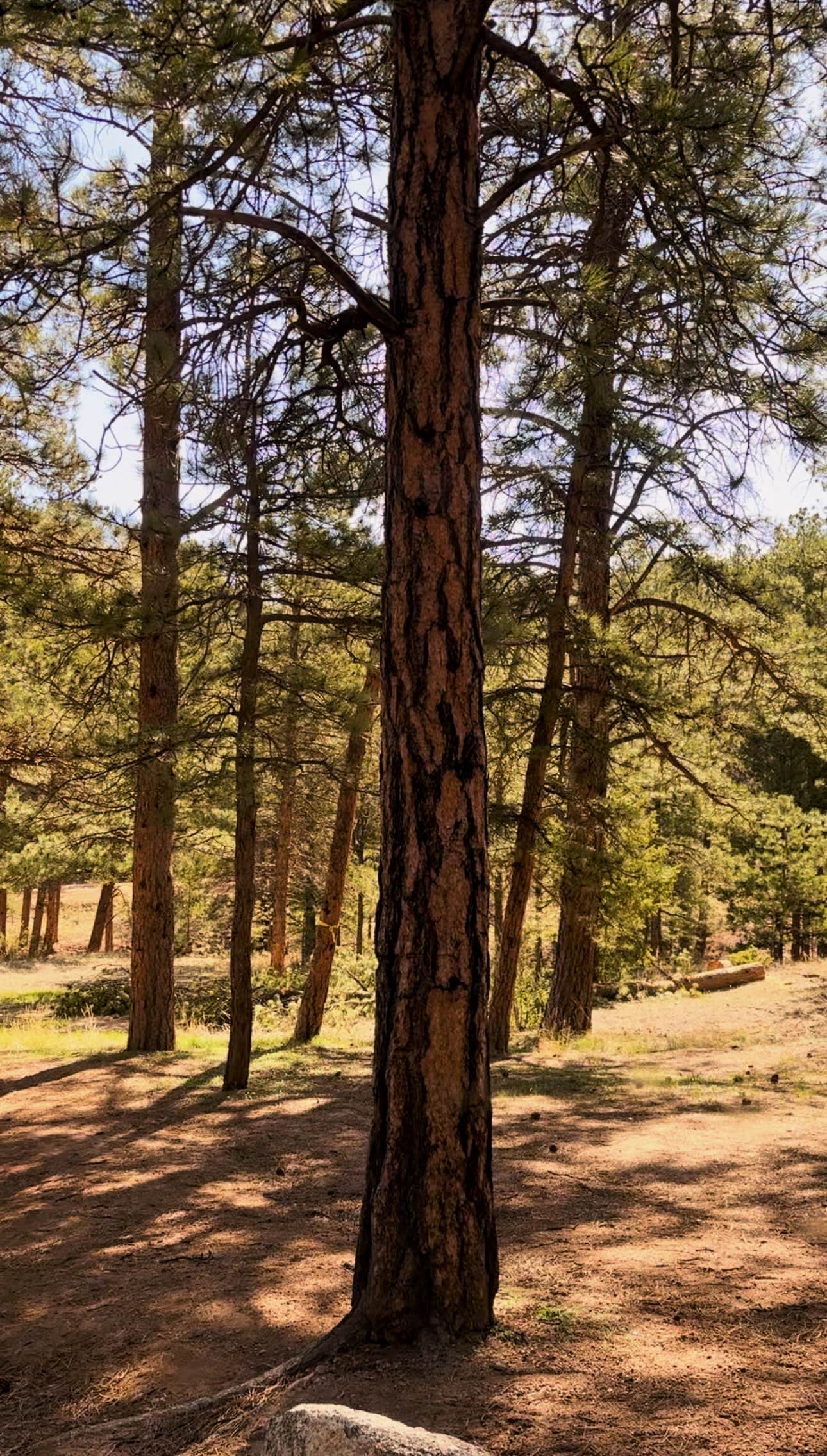 Camper-submitted photo at Blue Mountain Campground near Florissant, CO