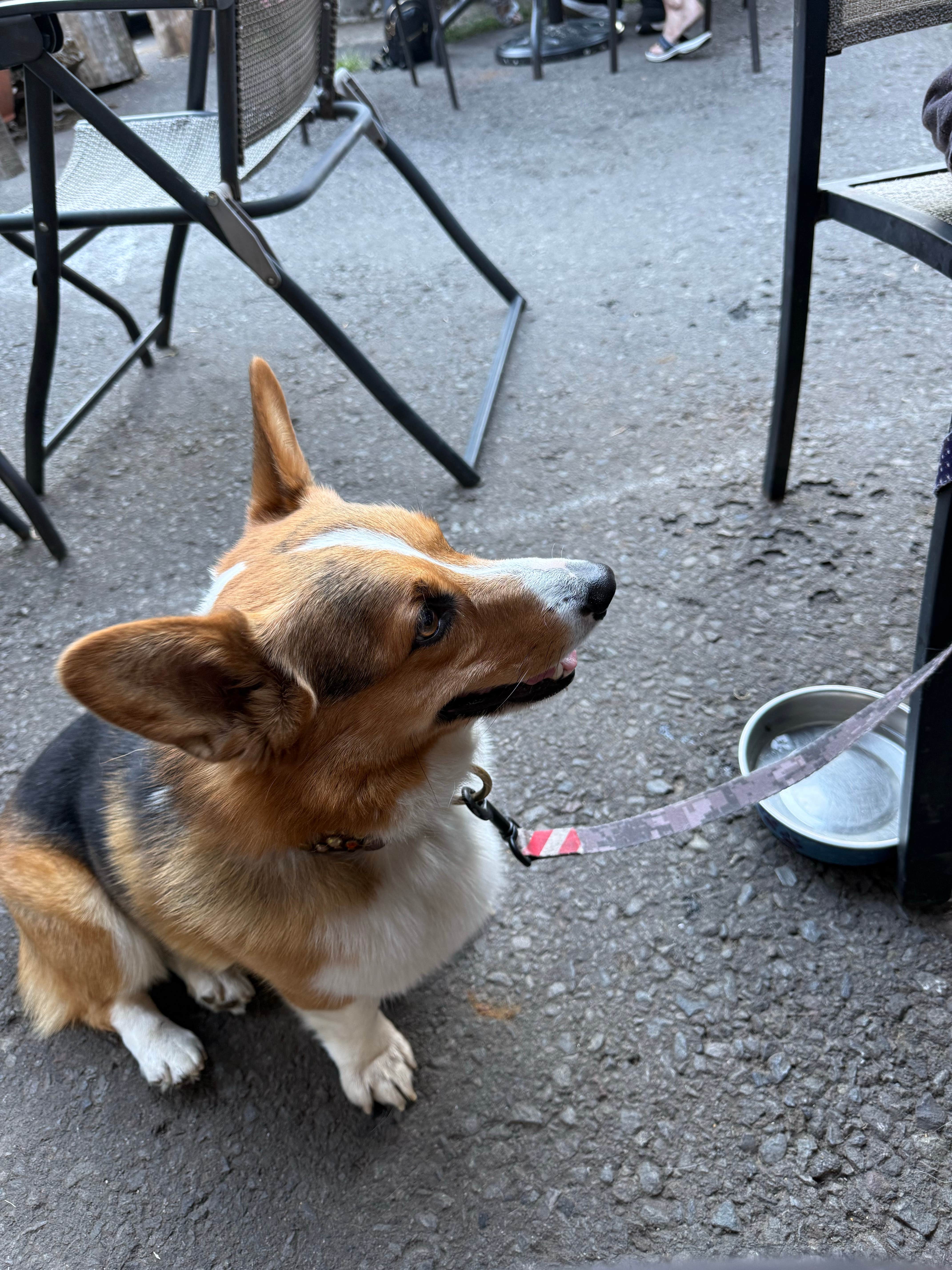 Animals