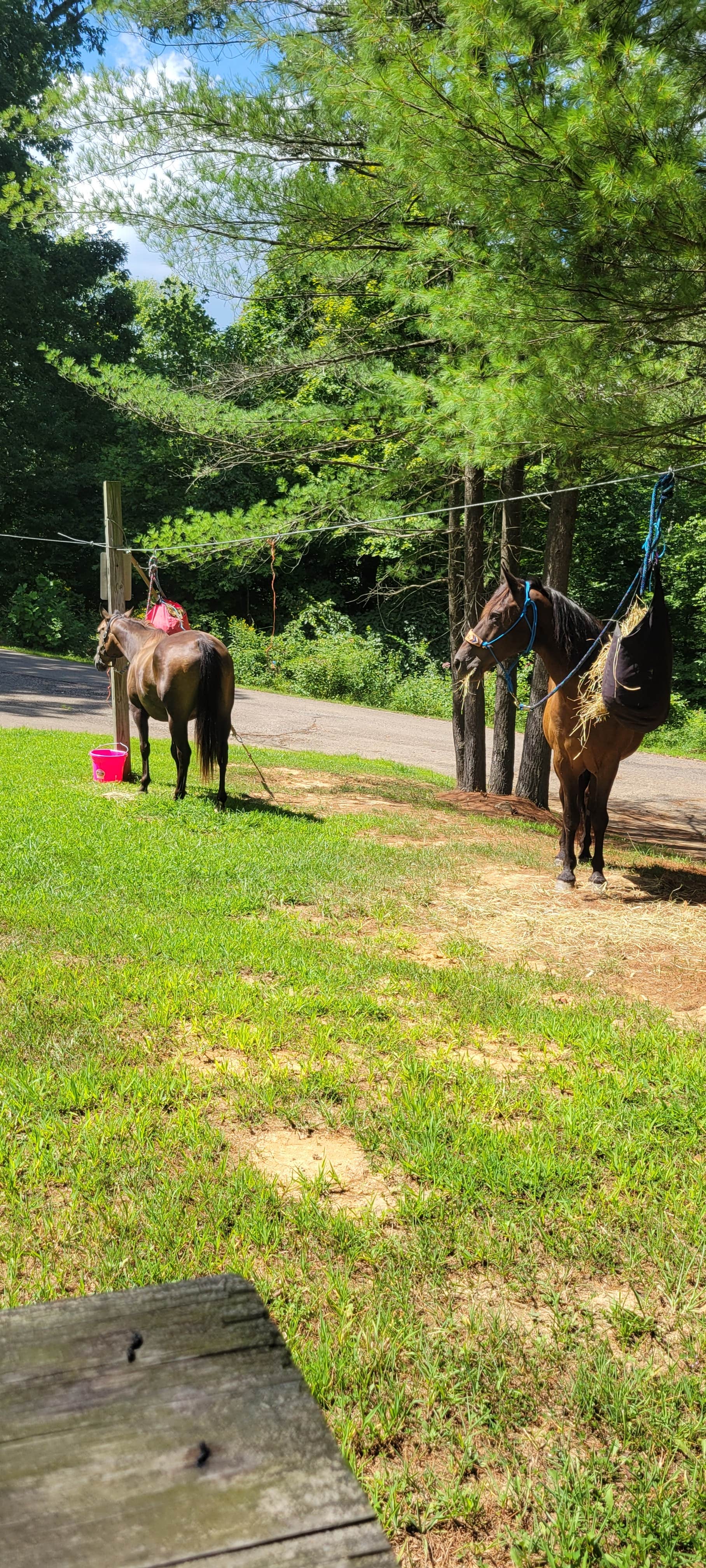 Janessa S.'s photo of camping with a horse at Blue Rock State Park Campground — Blue Rock State Park near Clifton, OH