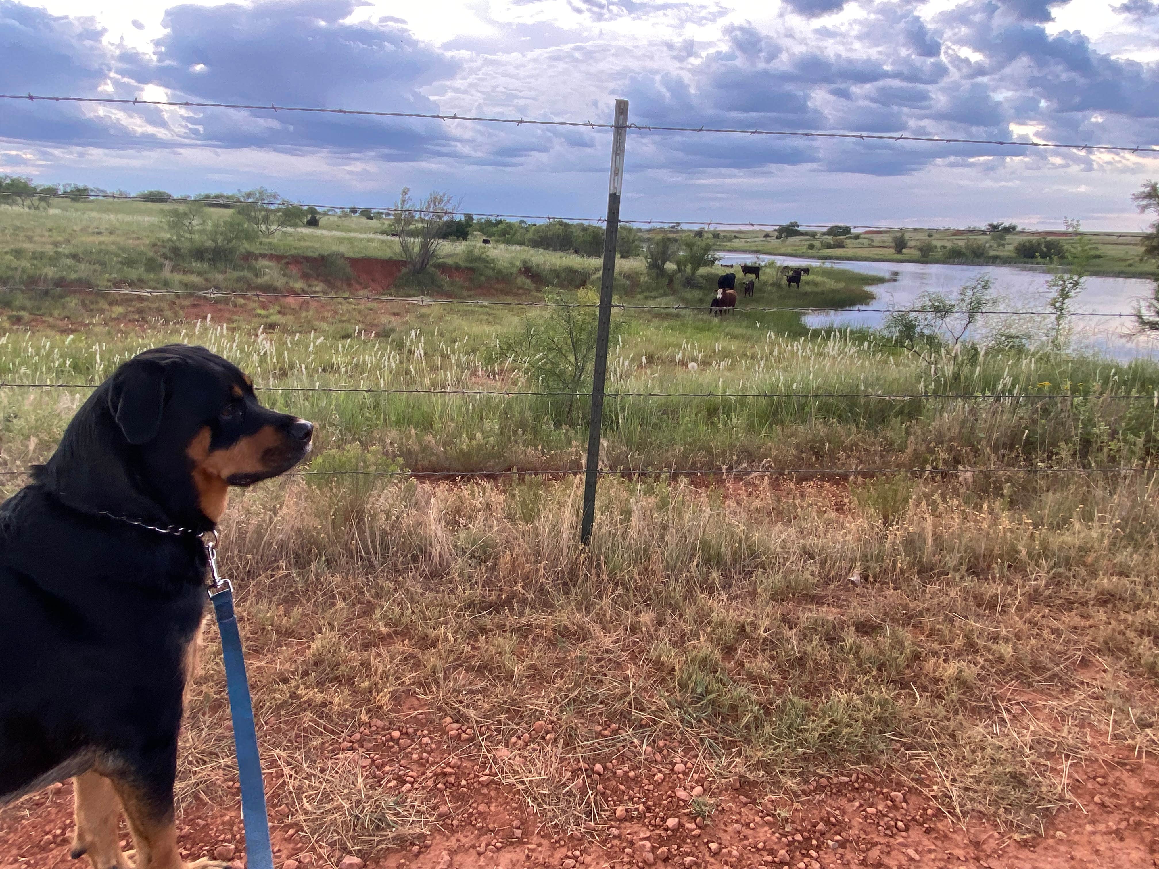 Ryan M.'s photo of camping with pets at Bobcat Creek RV Park near Elk City, OK
