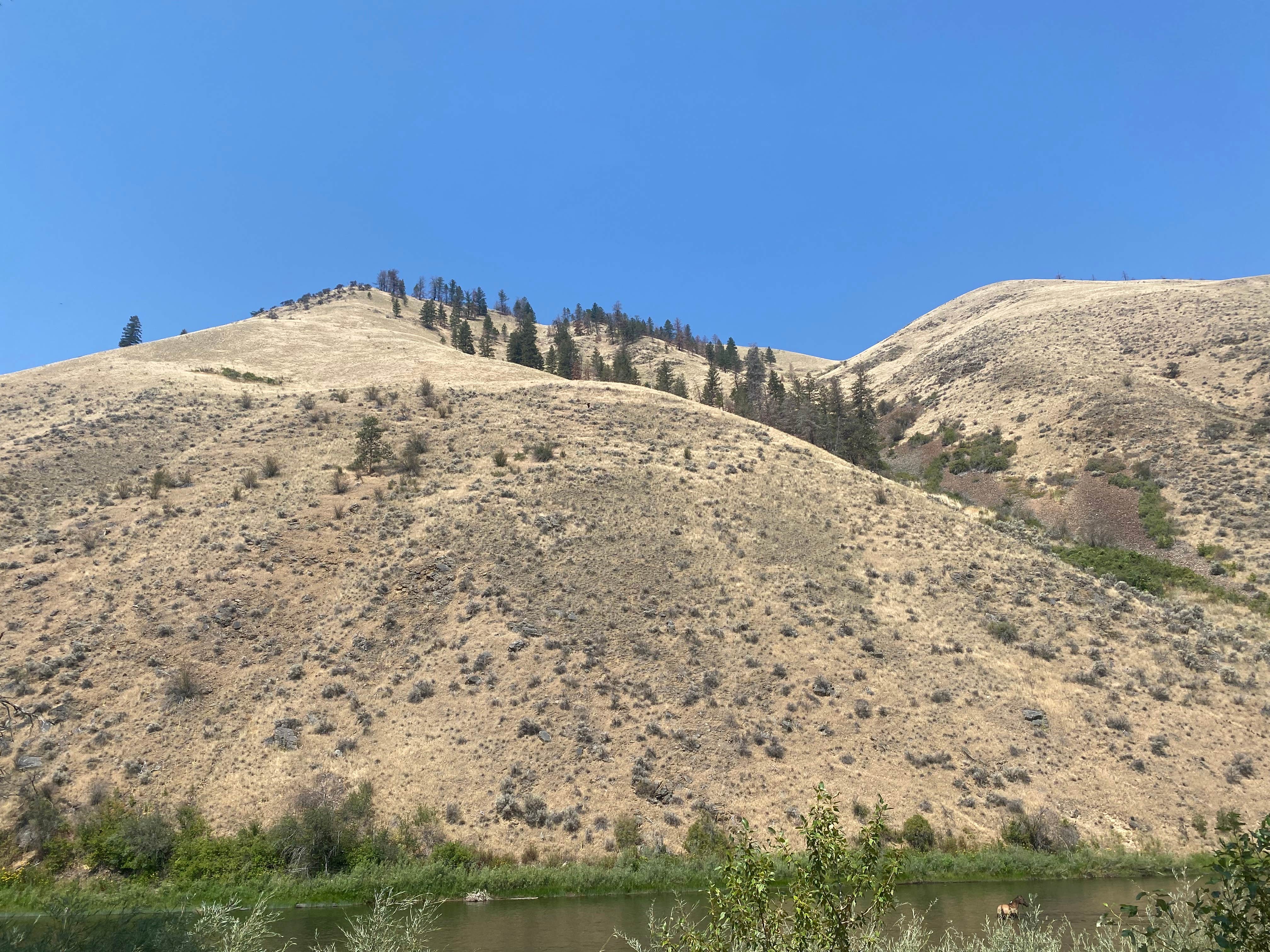 Camper-submitted photo at Bobcat Gulch near Gibbonsville, ID
