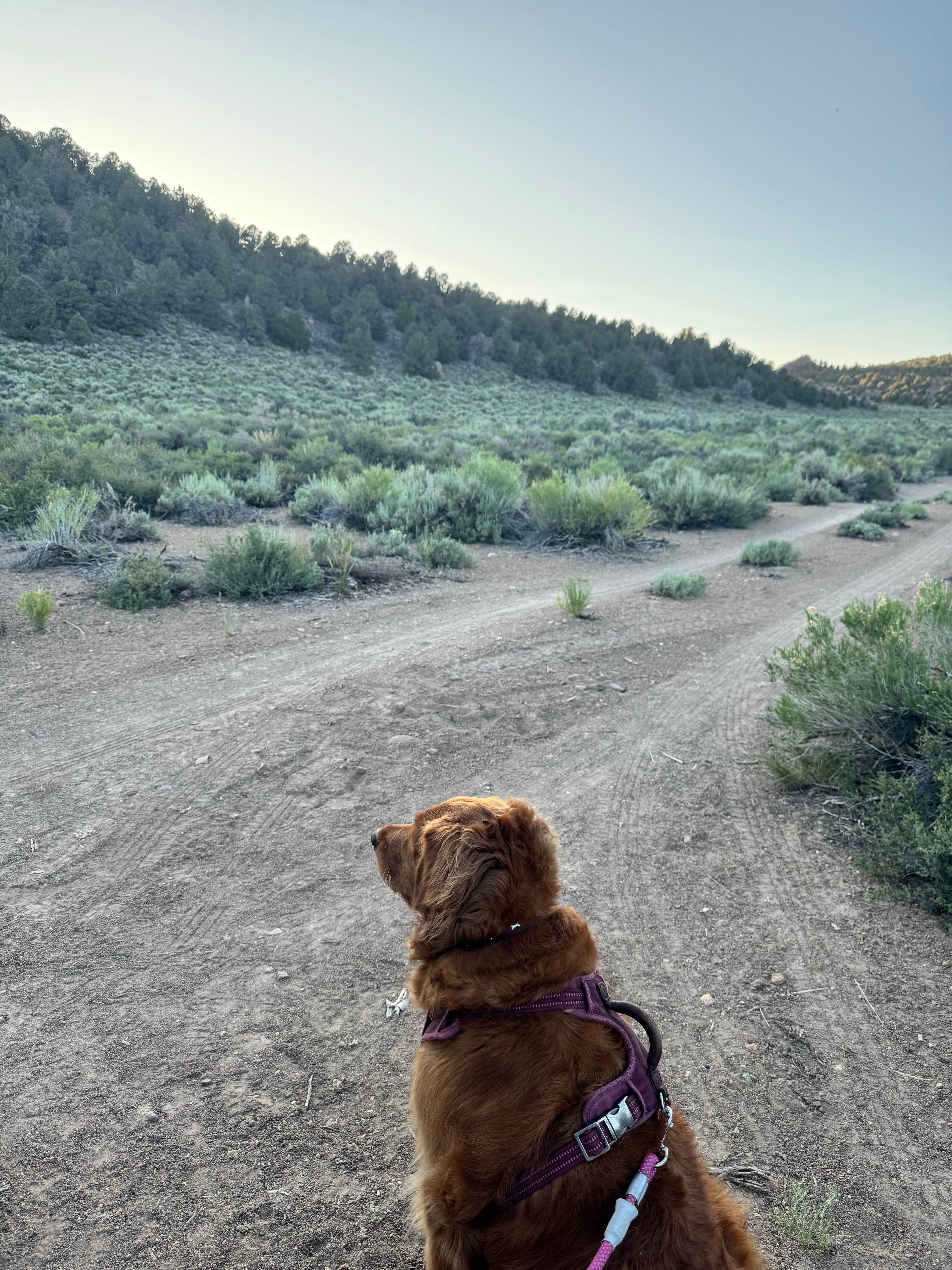 Camper submitted image from Bodie Roadside Camp - 3