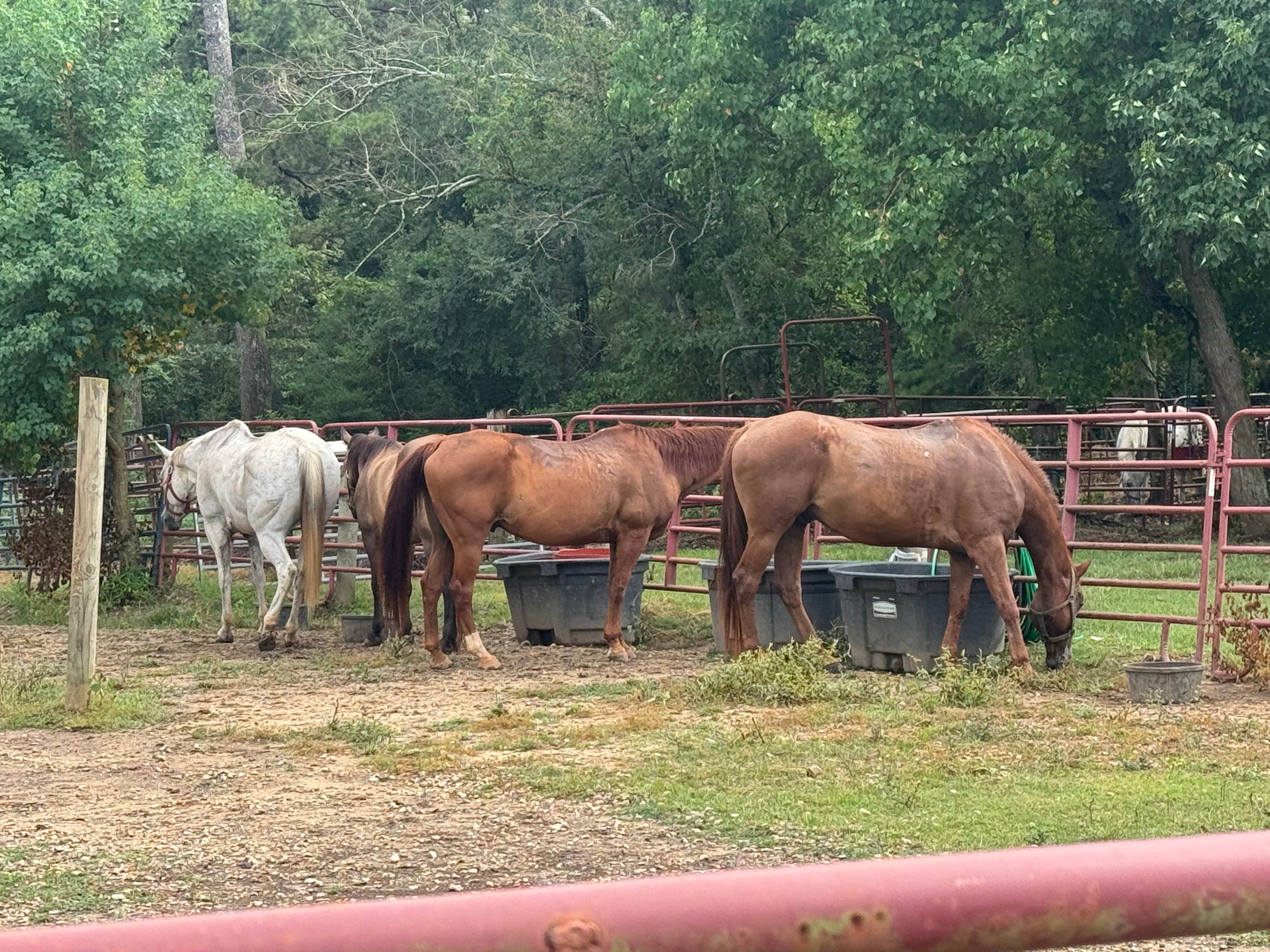 Tiffany M.'s photo of camping with a horse at Bogue Chitto State Park Campground near McComb, MS