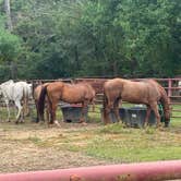 Review photo of Bogue Chitto State Park Campground by Tiffany M., July 28, 2025