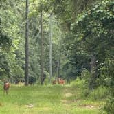Review photo of Bogue Chitto State Park Campground by Tiffany M., July 28, 2025