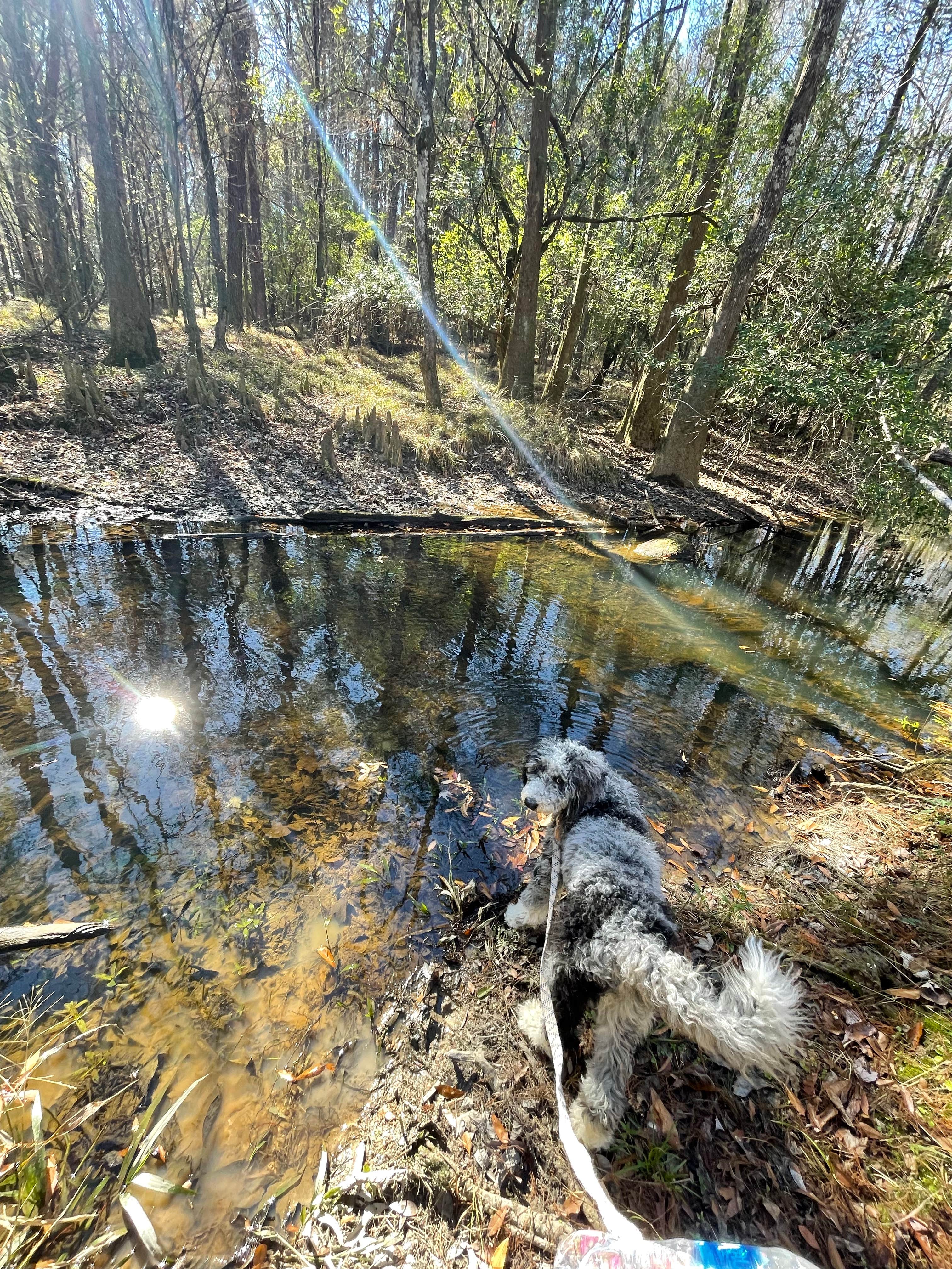 Taylor C.'s photo of camping with pets at Bogue Chitto State Park Campground in Louisiana
