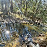 Review photo of Bogue Chitto State Park Campground by Taylor C., March 9, 2024