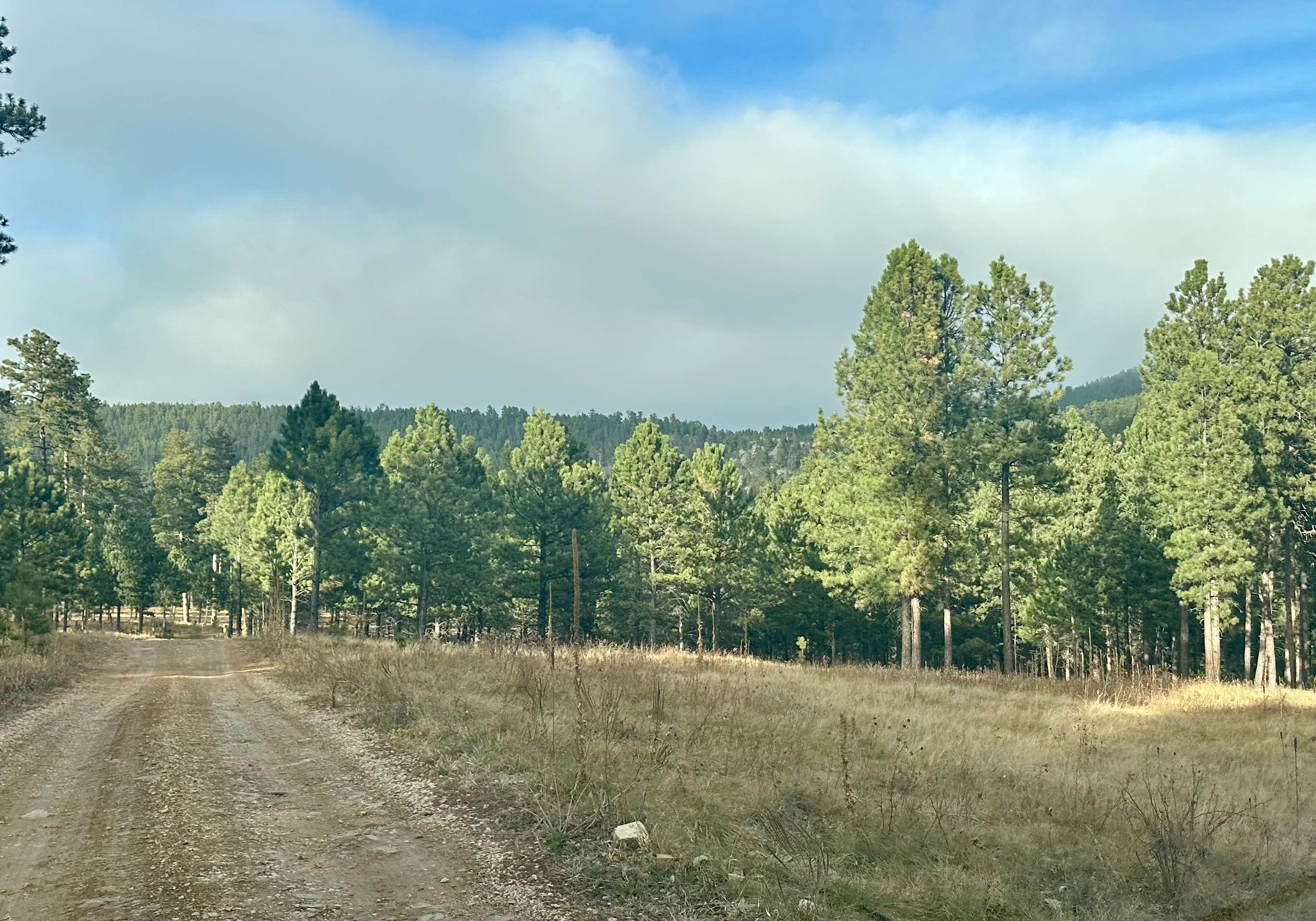 Camper-submitted photo at Bogus Jim Creek Campsite near Silver City, SD