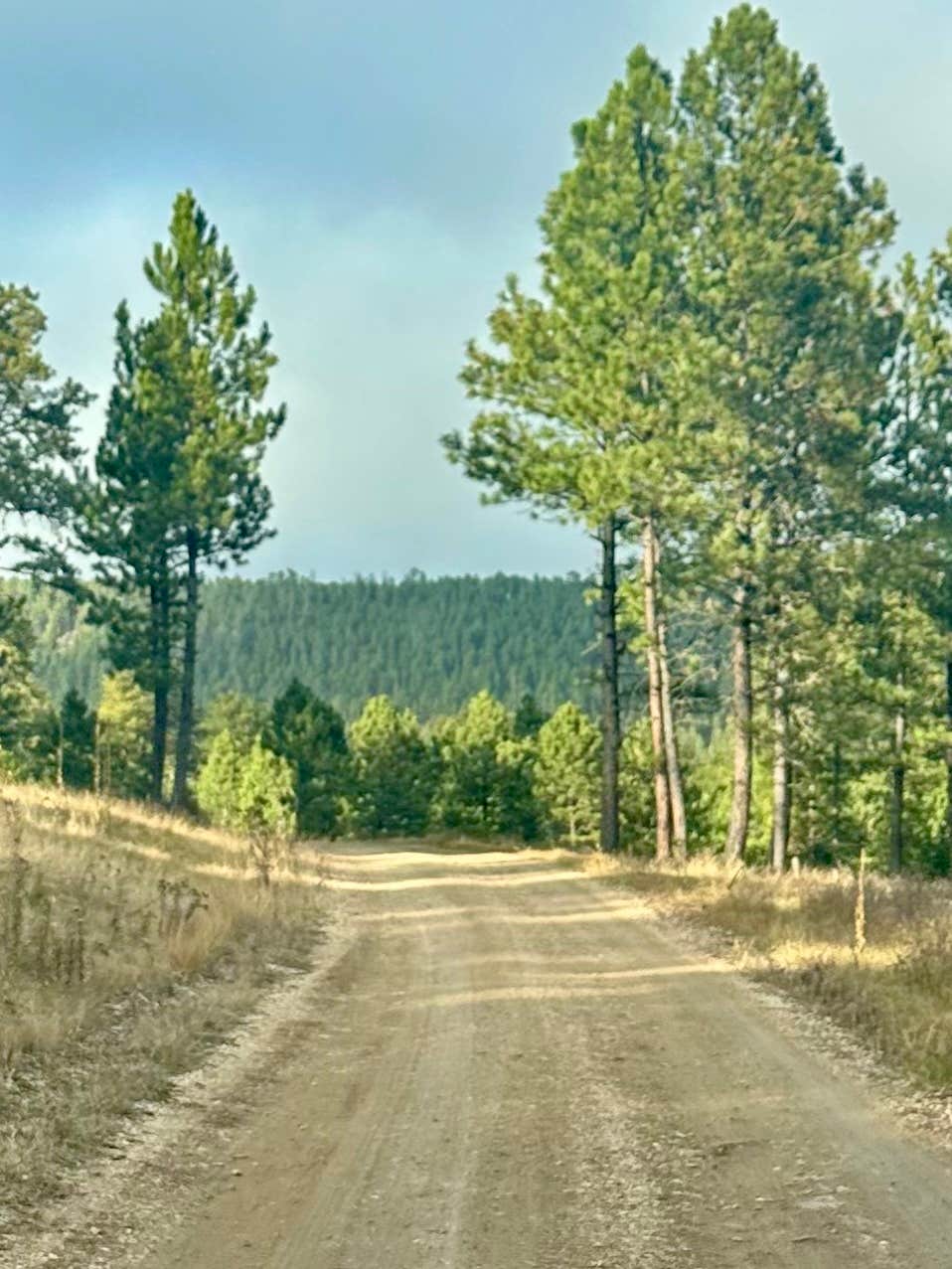 Camper-submitted photo at Bogus Jim Creek Campsite near Silver City, SD