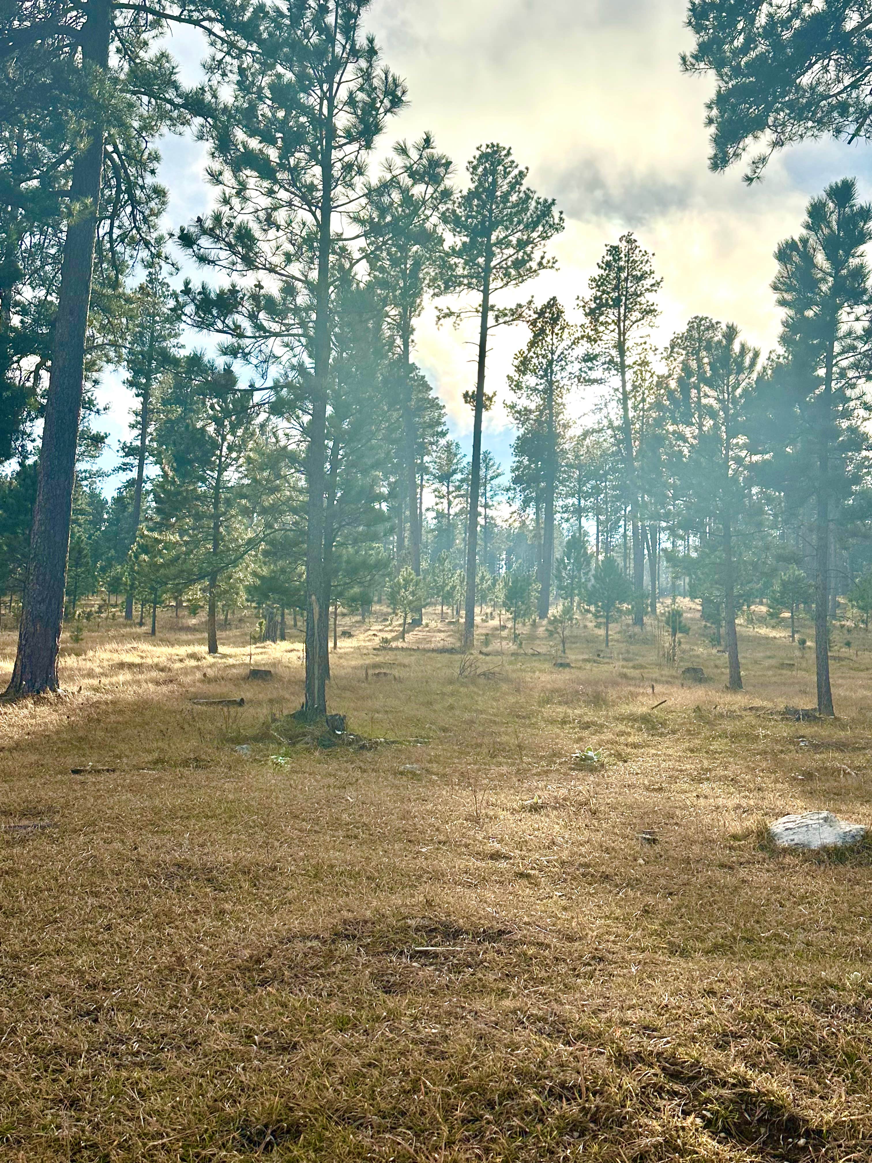 Camper-submitted photo at Bogus Jim Creek Campsite near Silver City, SD