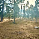 Review photo of Bogus Jim Creek Campsite by Susan B., November 10, 2025