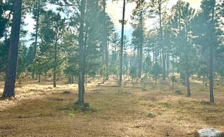 Susan B.'s photo of a dispersed camping area at Bogus Jim Creek Campsite near Hill City, SD