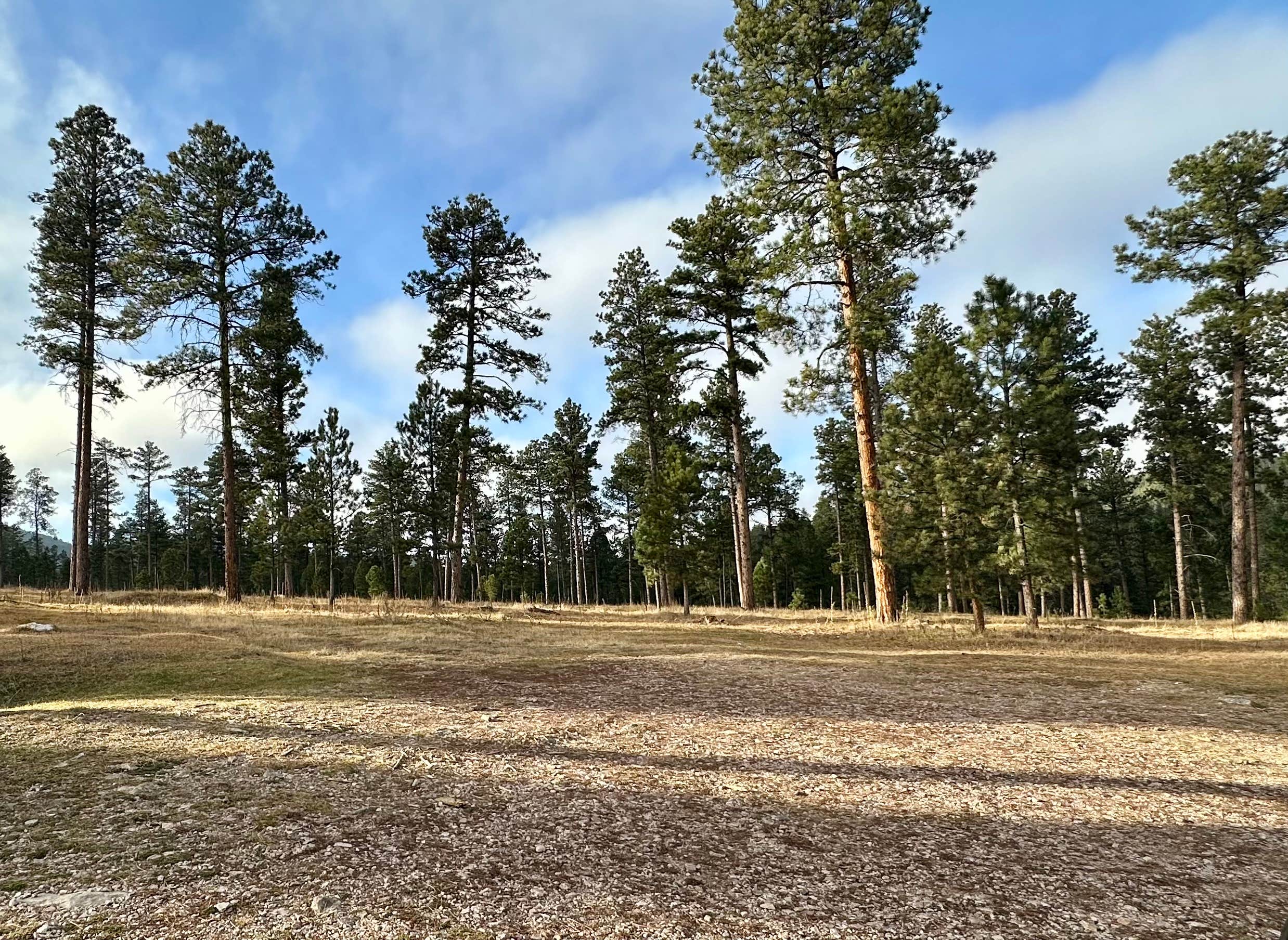 Camper-submitted photo at Bogus Jim Creek Campsite near Silver City, SD