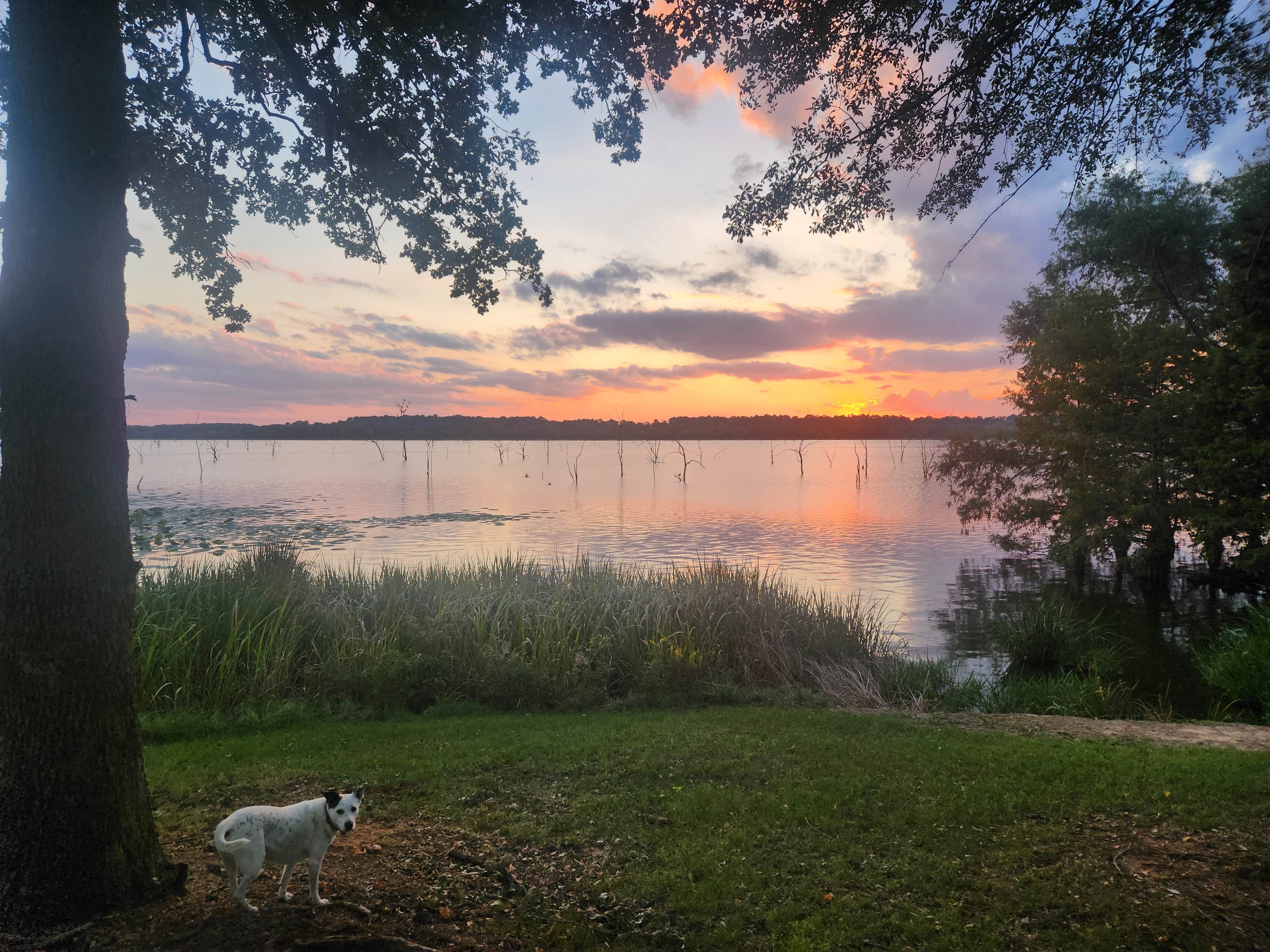 Lynn's photo of camping with pets at Bois D'Arc Lake Wildlife Area near Nashville, AR