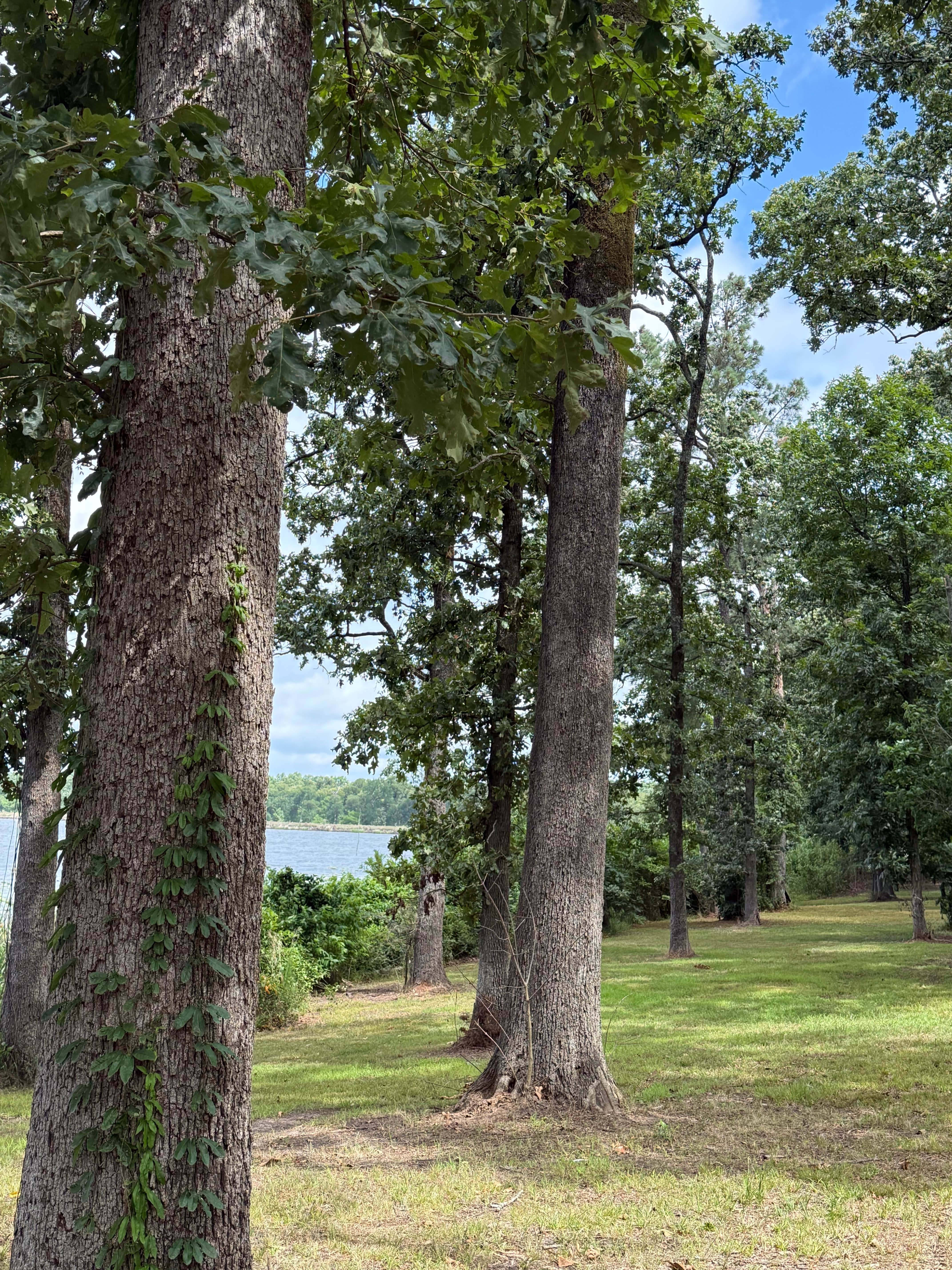 Camper-submitted photo at Bois D'Arce Lake Peninsula near Bradley, AR