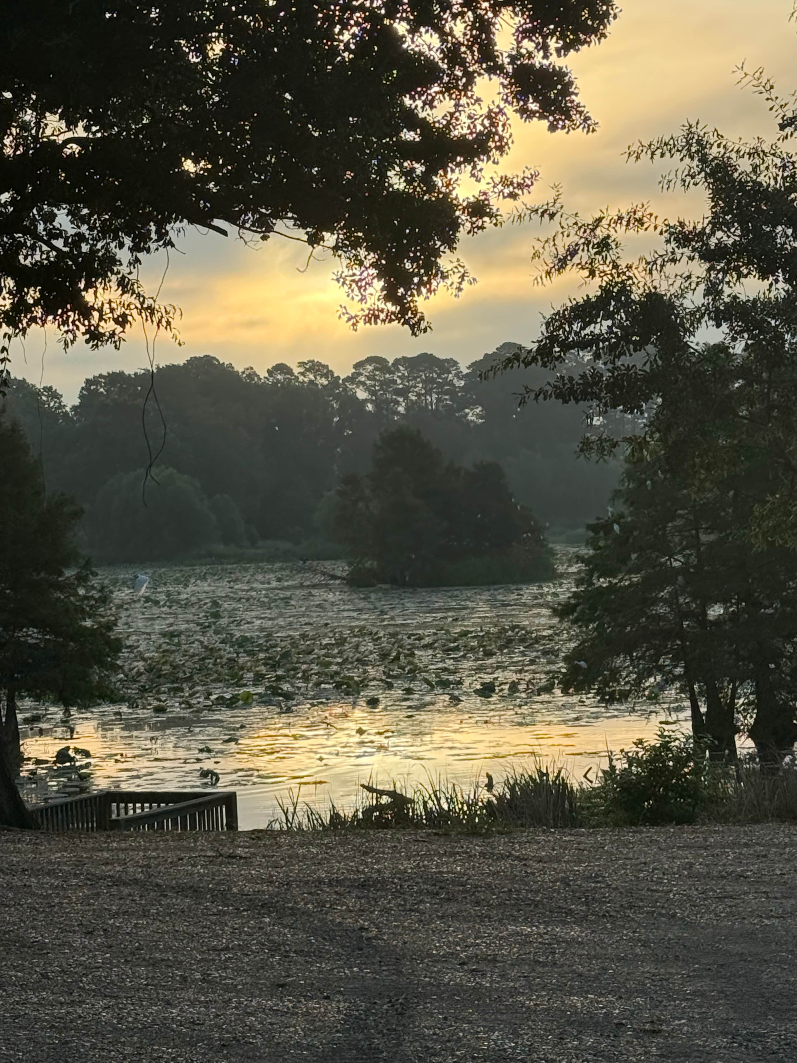 Joy J.'s photo of a dispersed camping area at Bois D'Arce Lake Peninsula near Bradley, AR