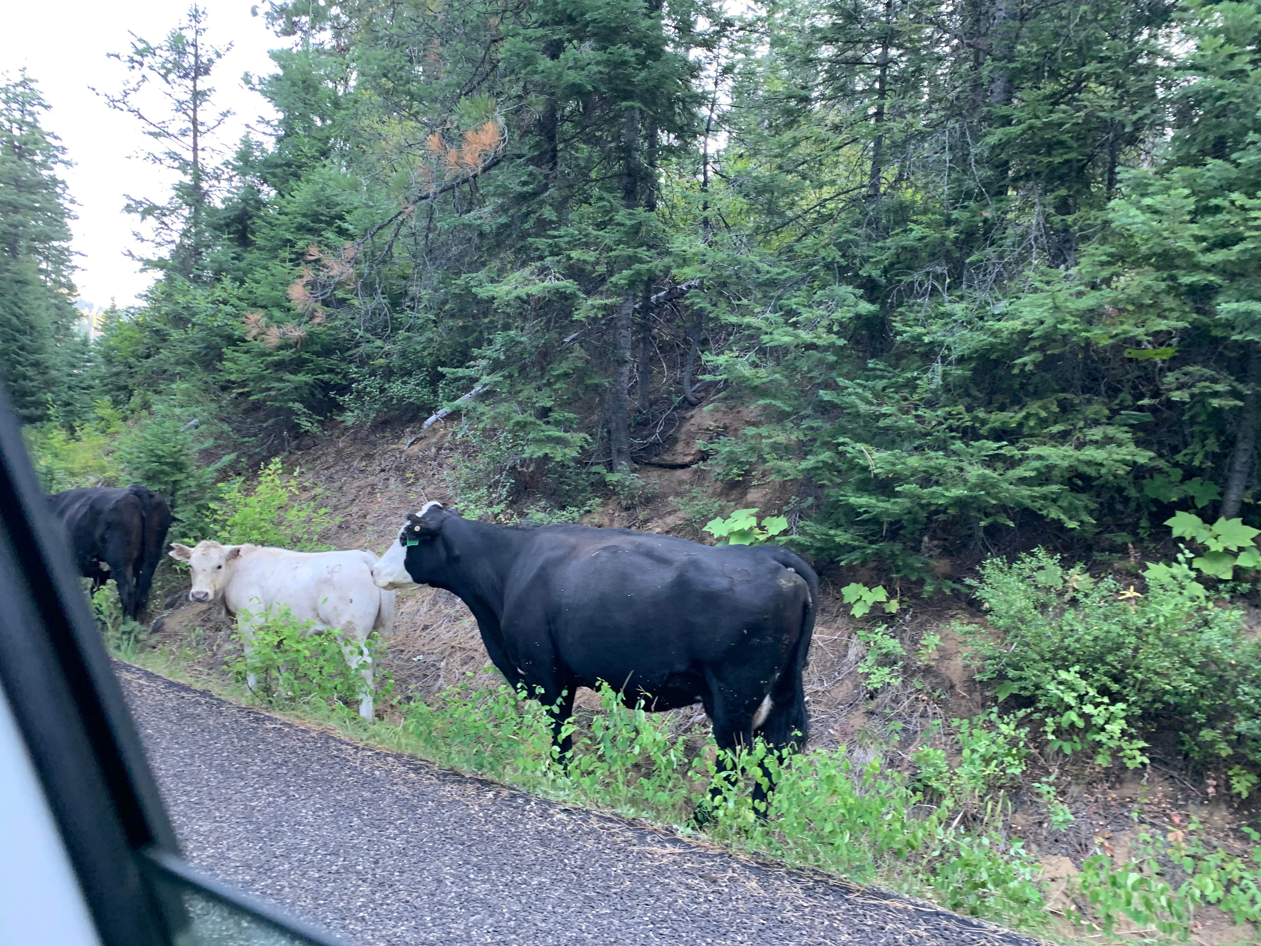 Camper-submitted photo at Boise National Forest Antelope Campground near Ola, ID