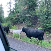 Review photo of Boise National Forest Antelope Campground by Kimberly D., August 16, 2025