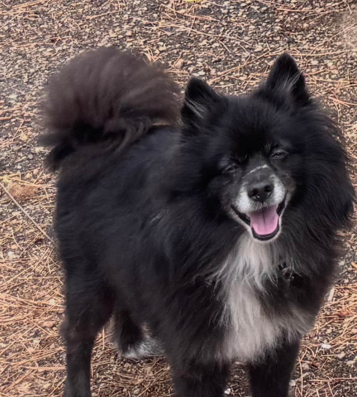 John G.'s photo of camping with pets at Grayback Gulch Campground near Boise, ID