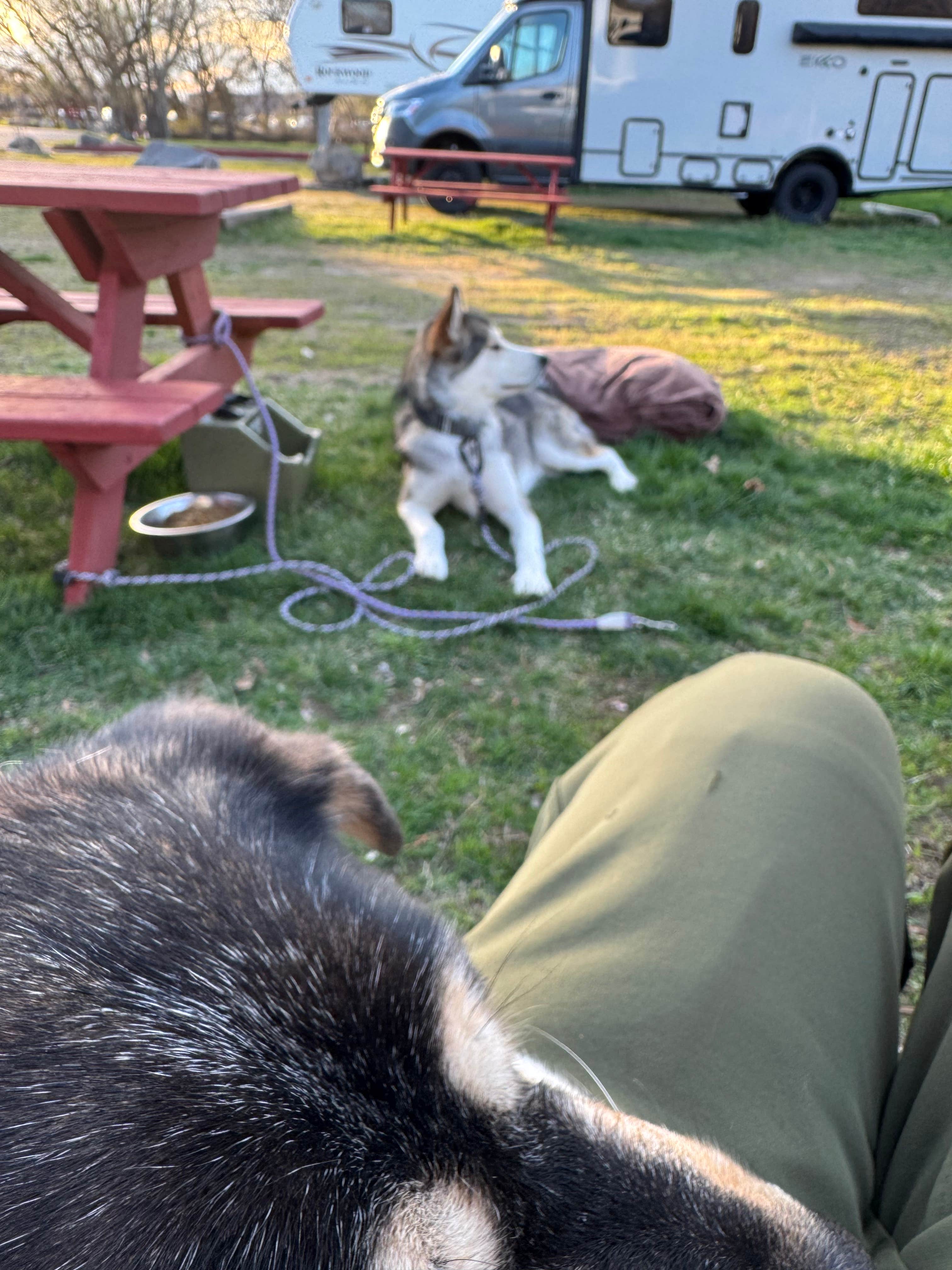 Cable A.'s photo of camping with pets at Boise Riverside RV Park near Boise, ID