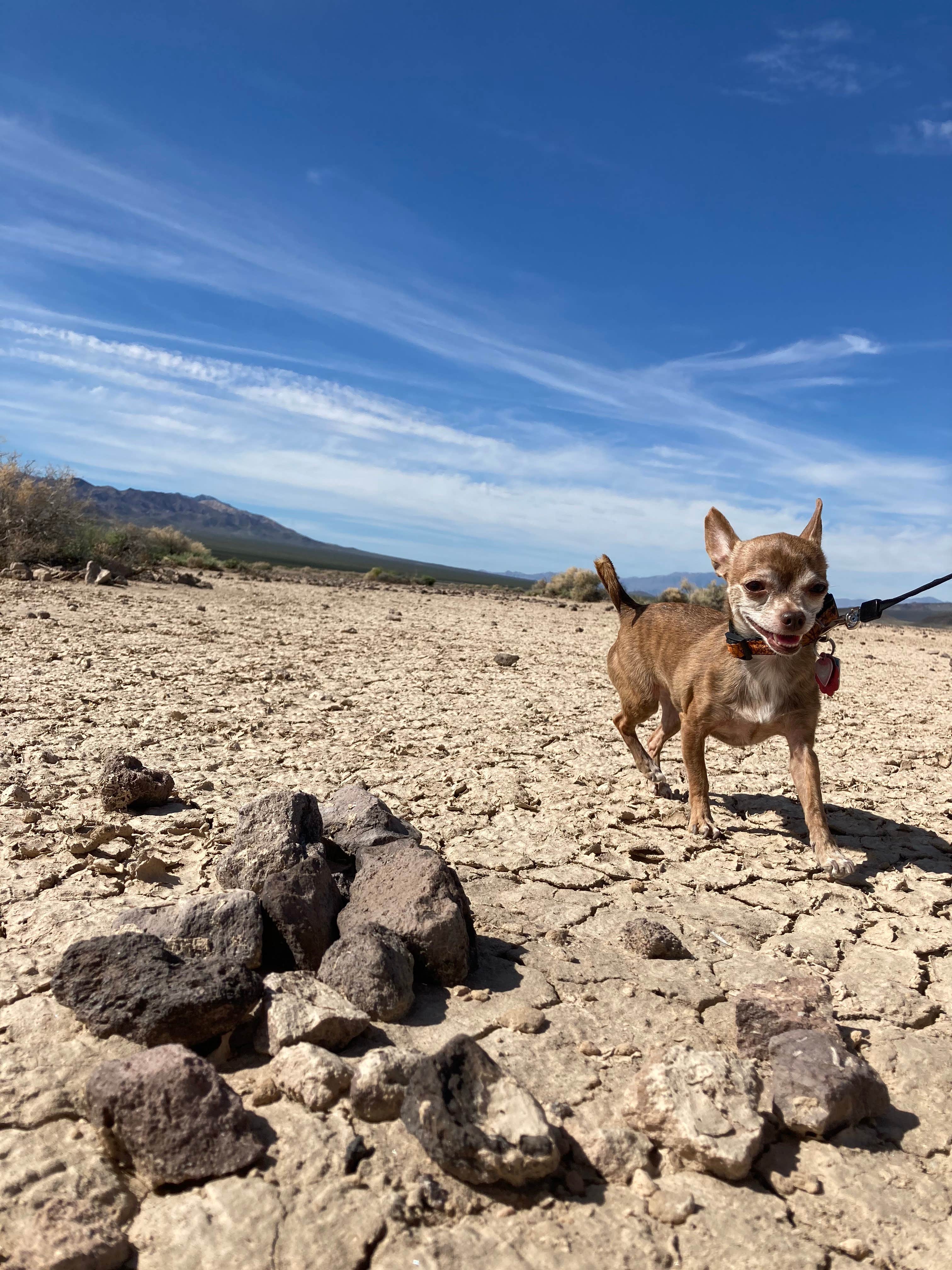 Julianne N.'s photo of camping with pets at Bonnie Clair Lakebed near Beatty, NV