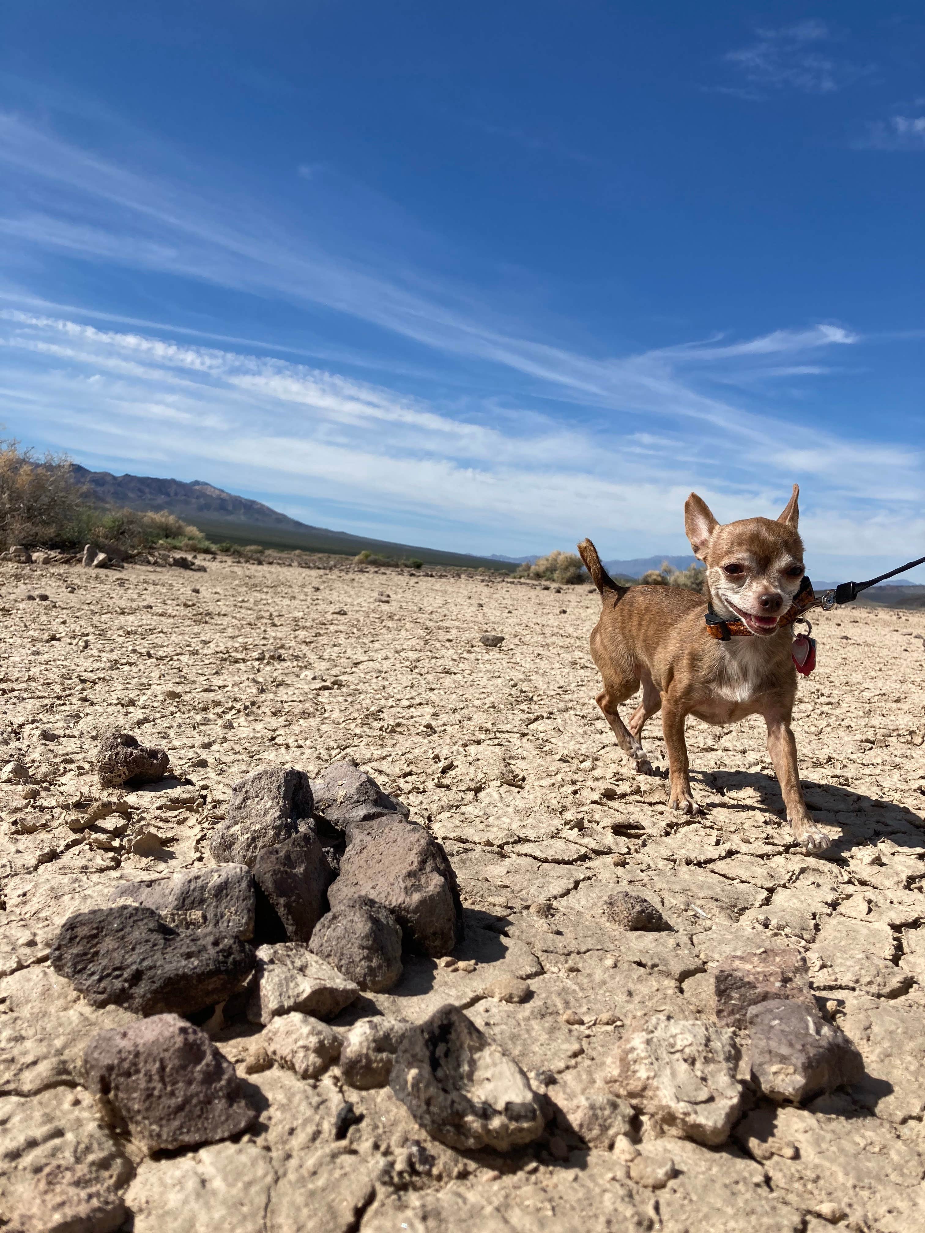 Camper submitted image from Bonnie Clair Lakebed - 5