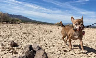 Julianne N.'s photo of camping with pets at Bonnie Clair Lakebed near Death Valley National Park