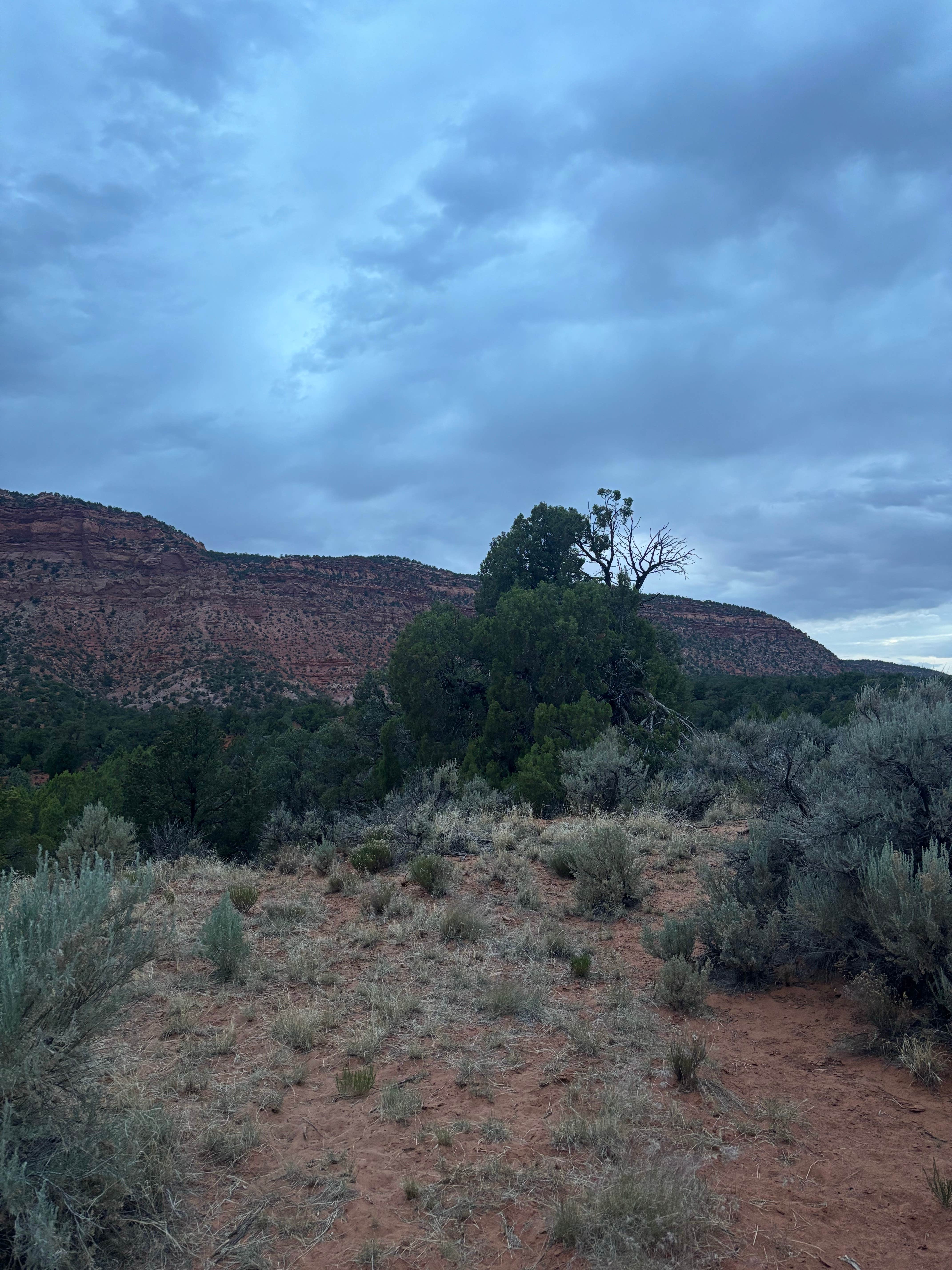 Camper submitted image from Seaman Wash Road Dispersed - Kanab BLM - 2
