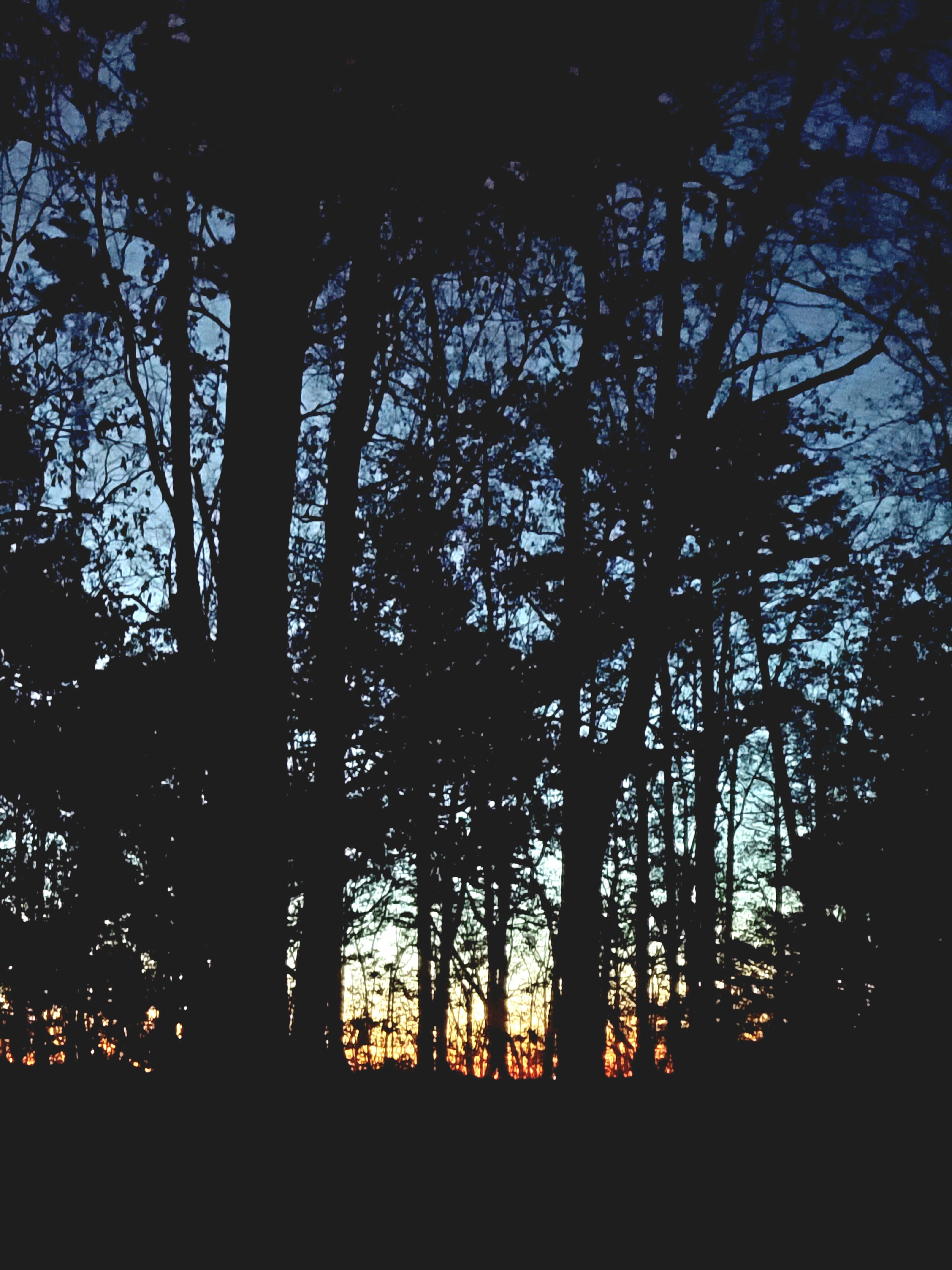 Camper-submitted photo at Boondock Dispersed Camping Alabama near Danville, AL