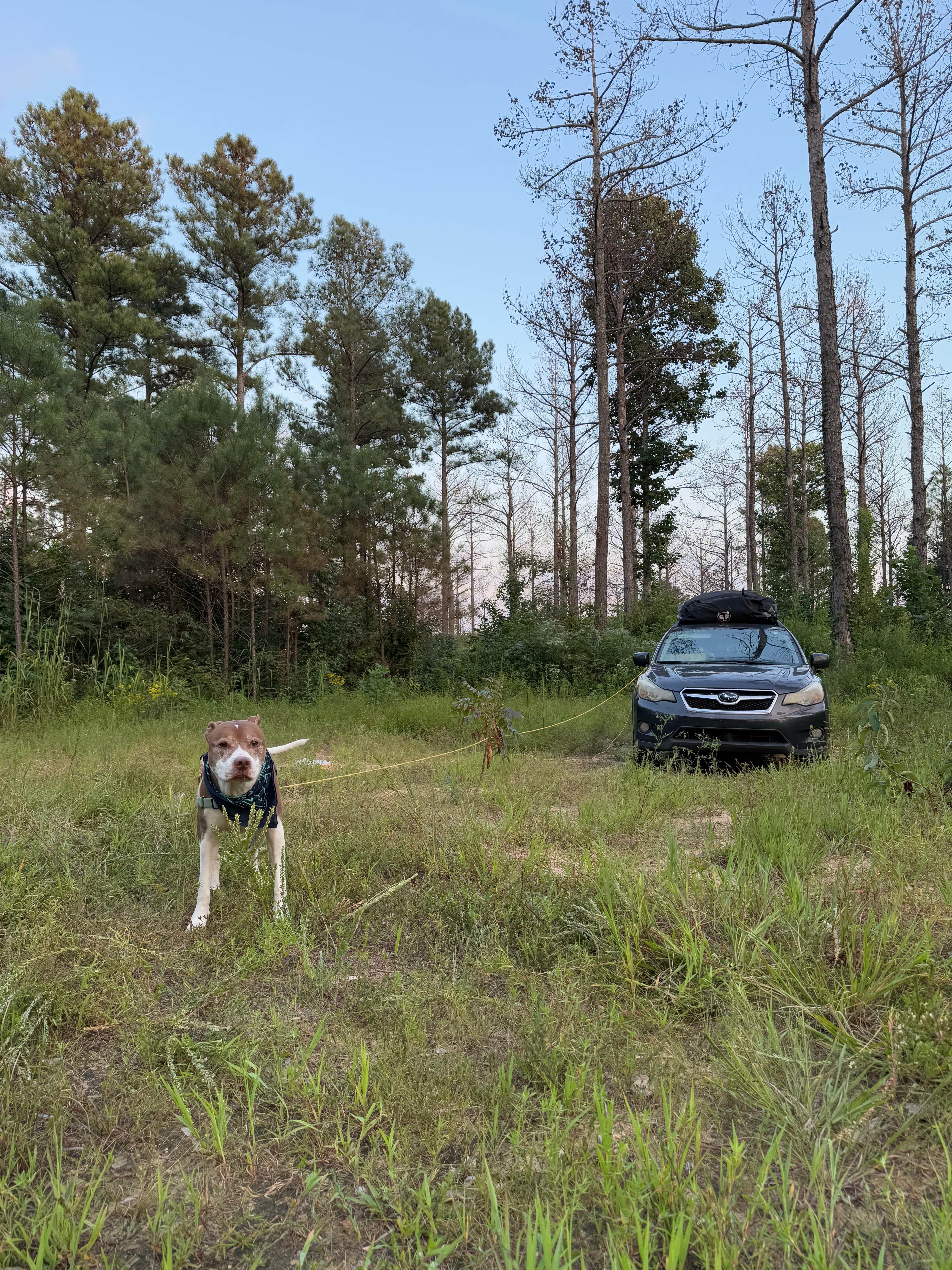 Rae W.'s photo of camping with pets at Boondock Dispersed Camping Alabama near Rogersville, AL