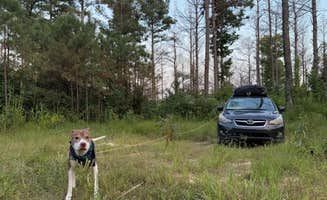 Rae W.'s photo of camping with pets at Boondock Dispersed Camping Alabama near Decatur, AL