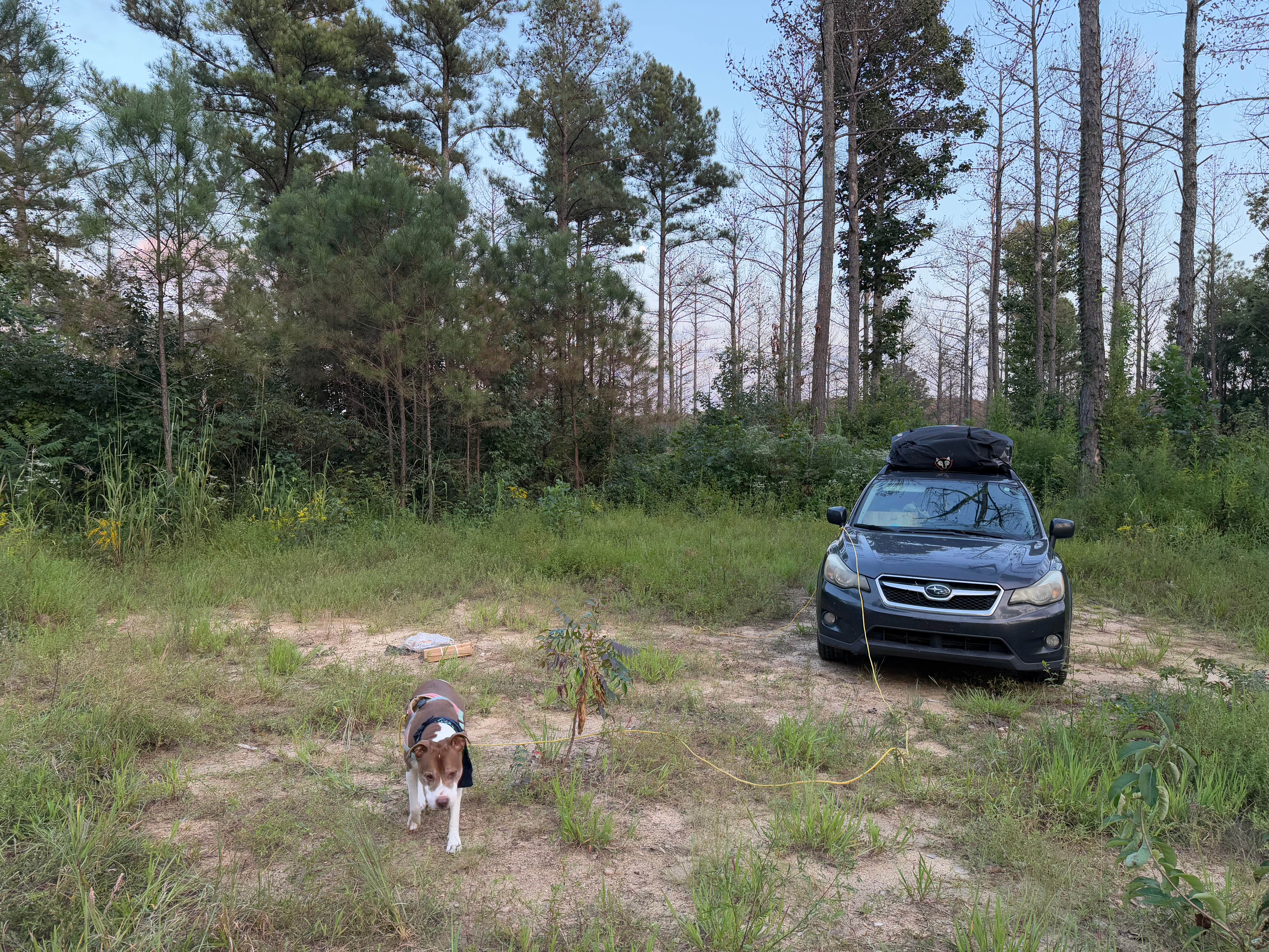 Rae W.'s photo of camping with pets at Boondock Dispersed Camping Alabama near Bremen, AL